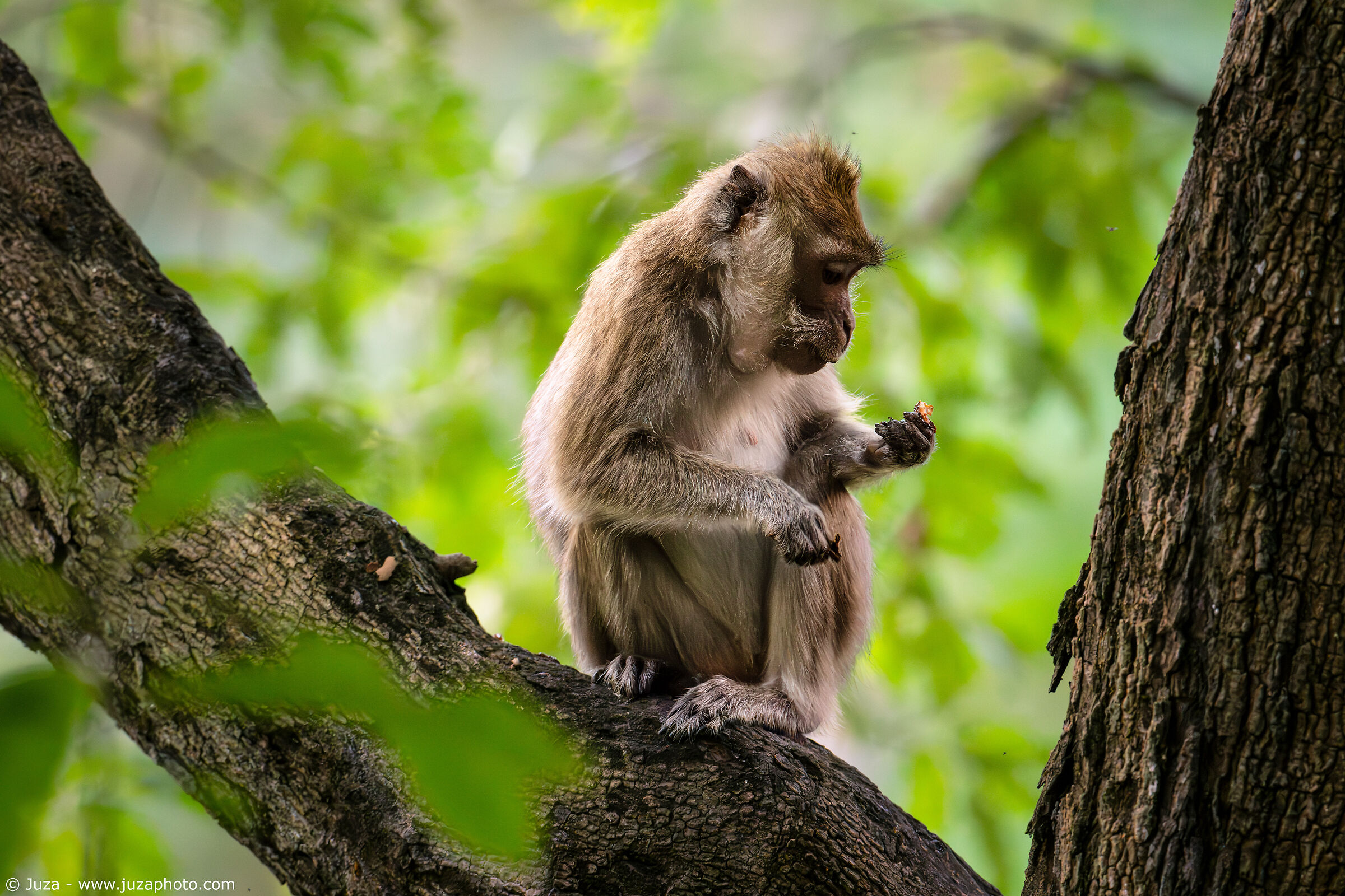 Long-tailed Macaque (Macaca fascicularis)