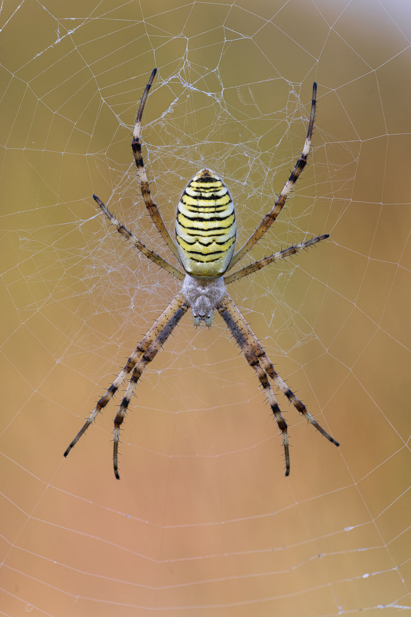 Argiope bruennichi