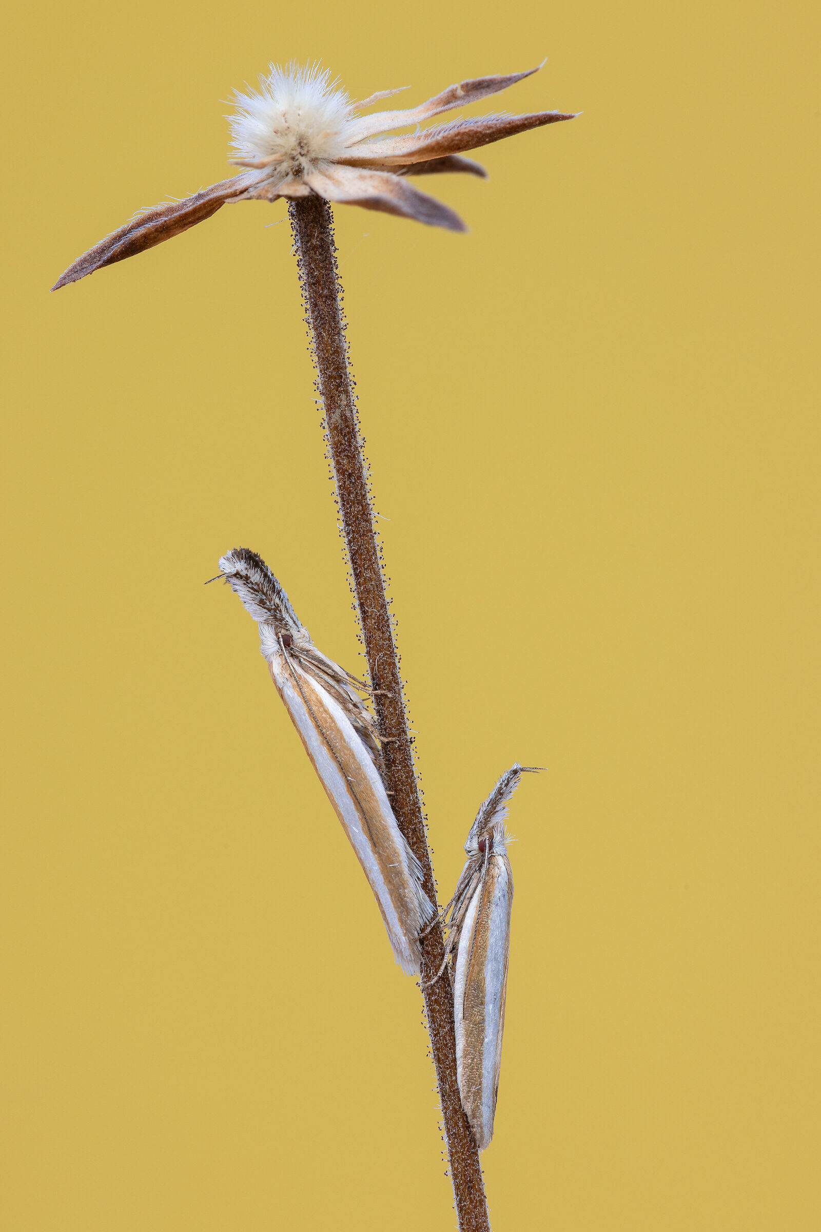 Pleurota aristella