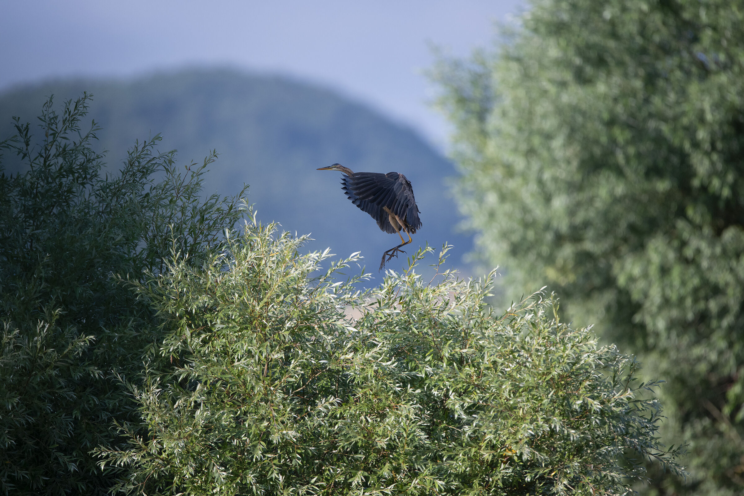 Ardea purpurea