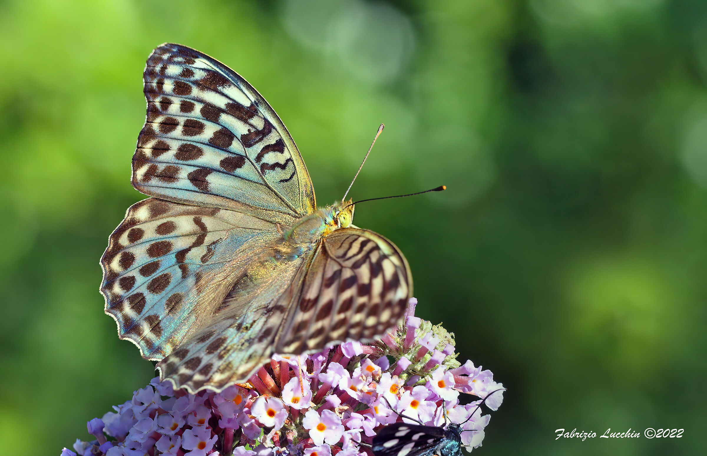 Argynnis paphia (Female f. valesina)