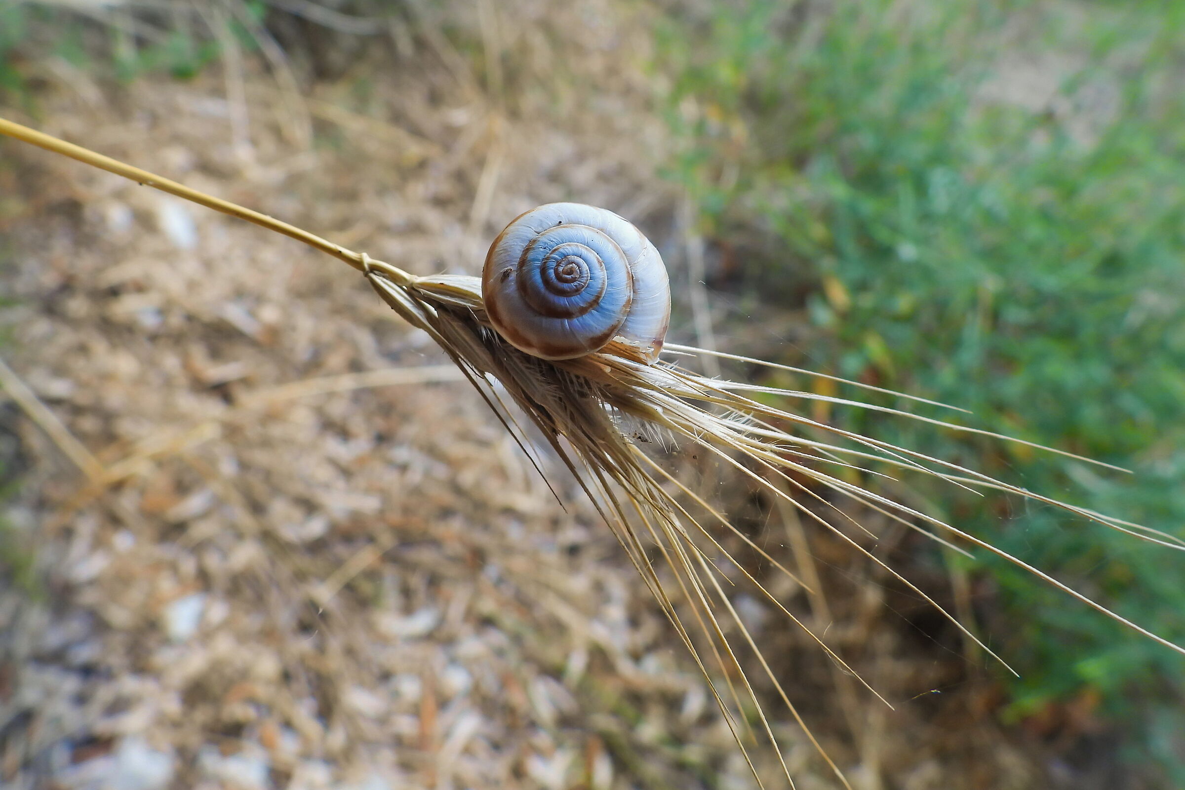 Wide-angle close-up with Coolpix P1000 (3)