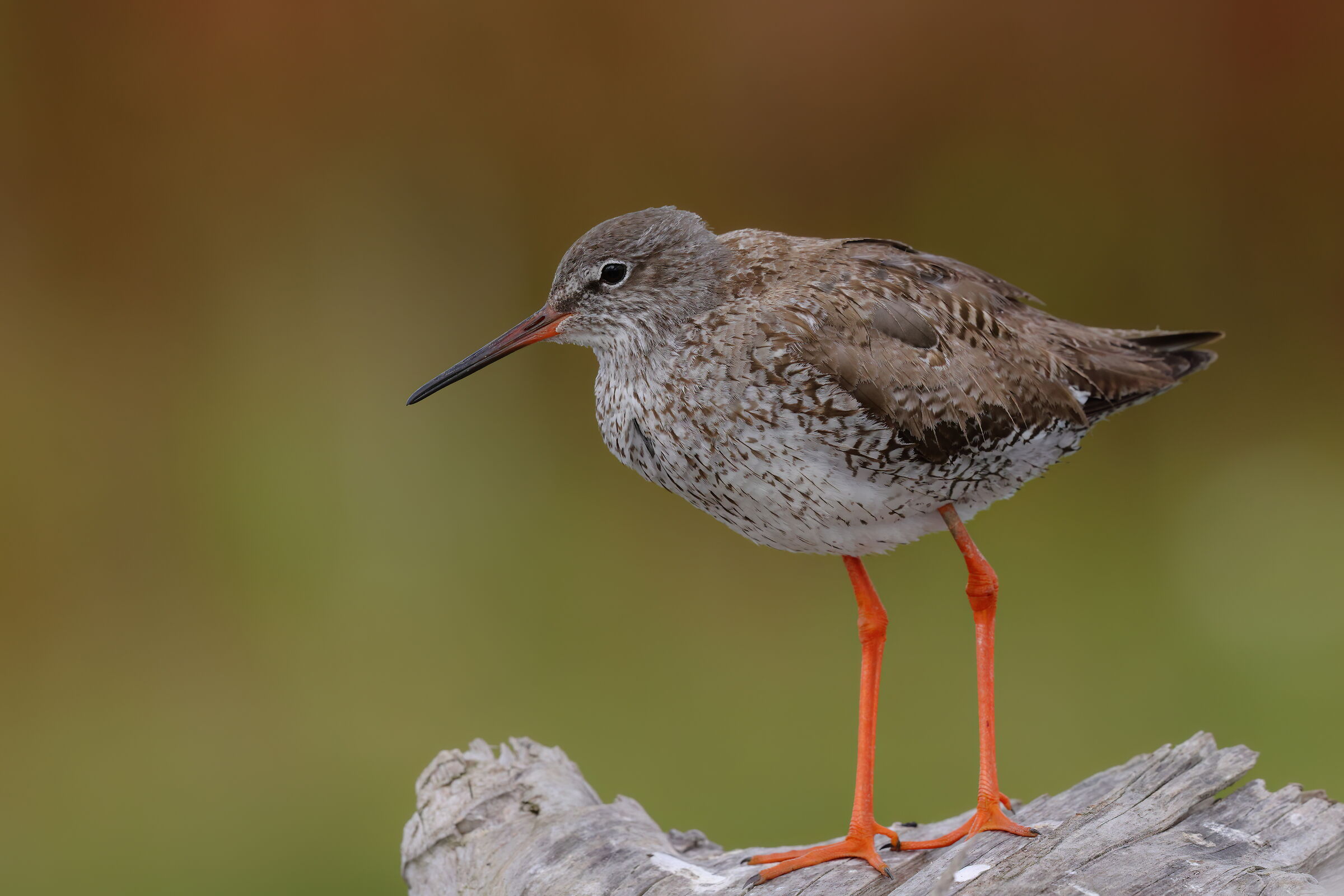 Redshank