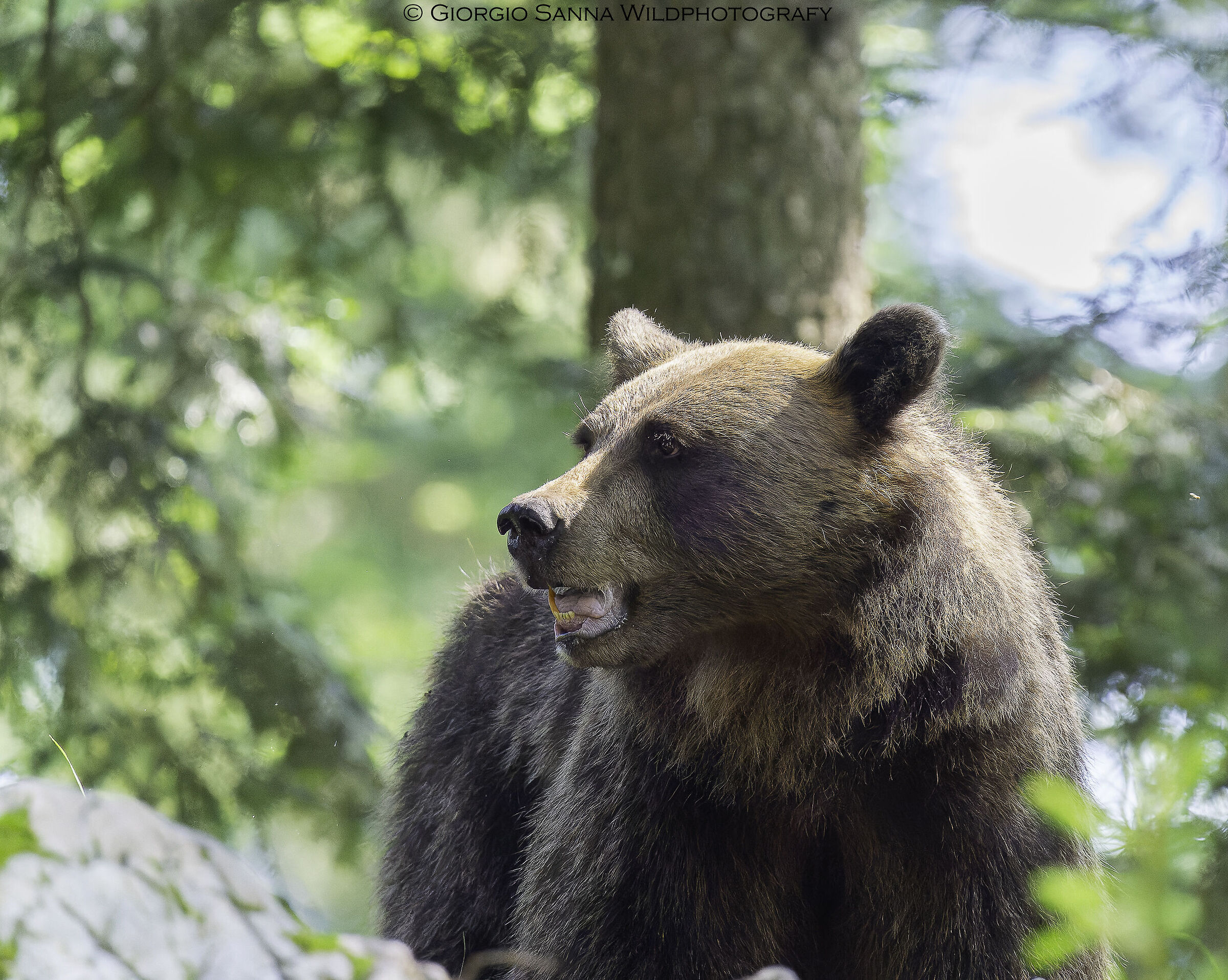 Brown bear Ursus arctos
