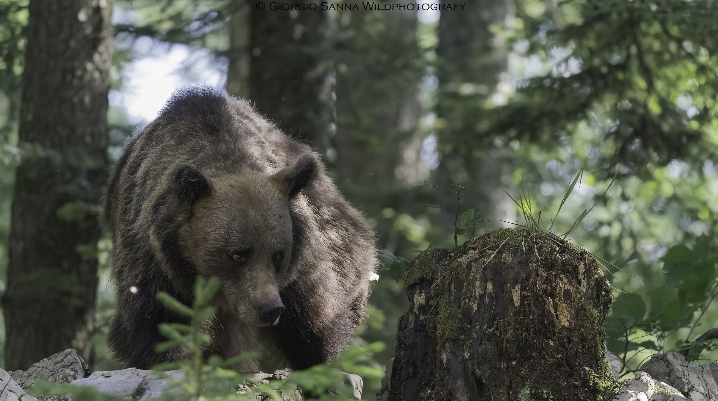 Brown bear Ursus arctos