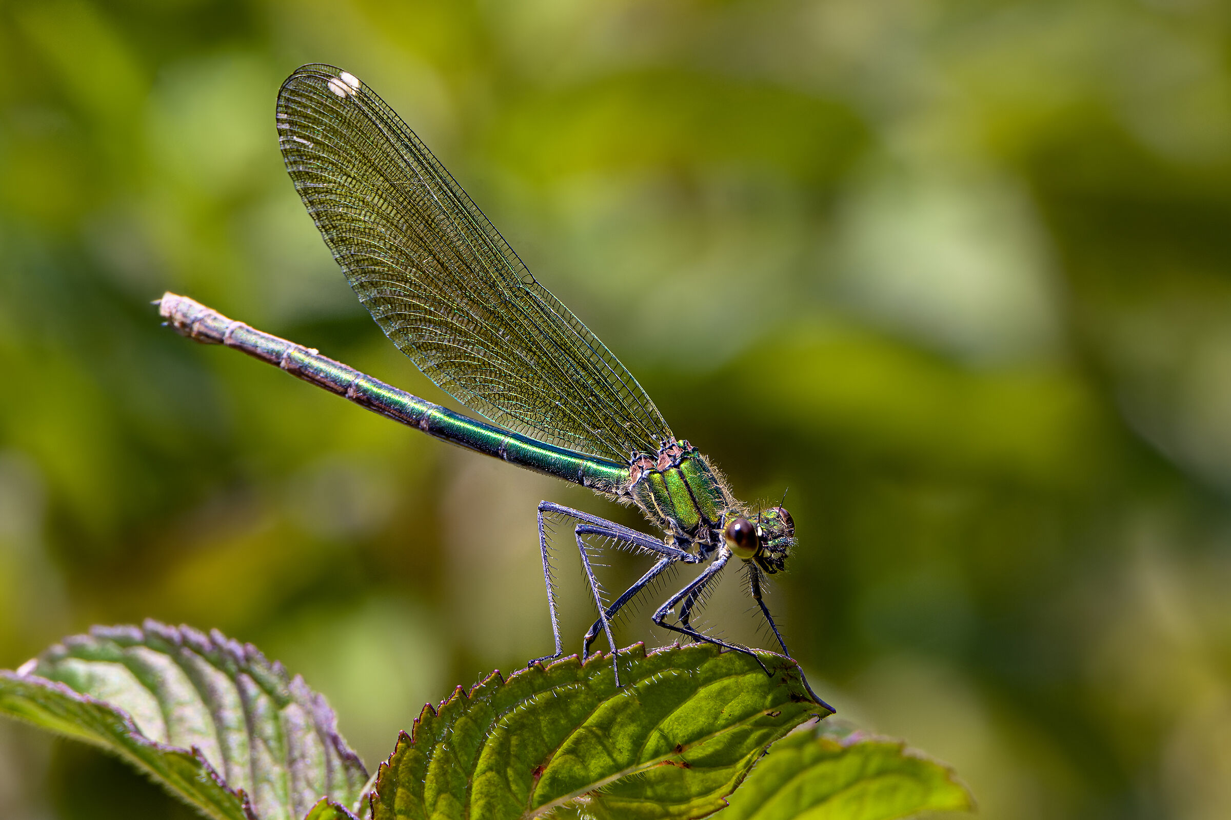 False dragonfly