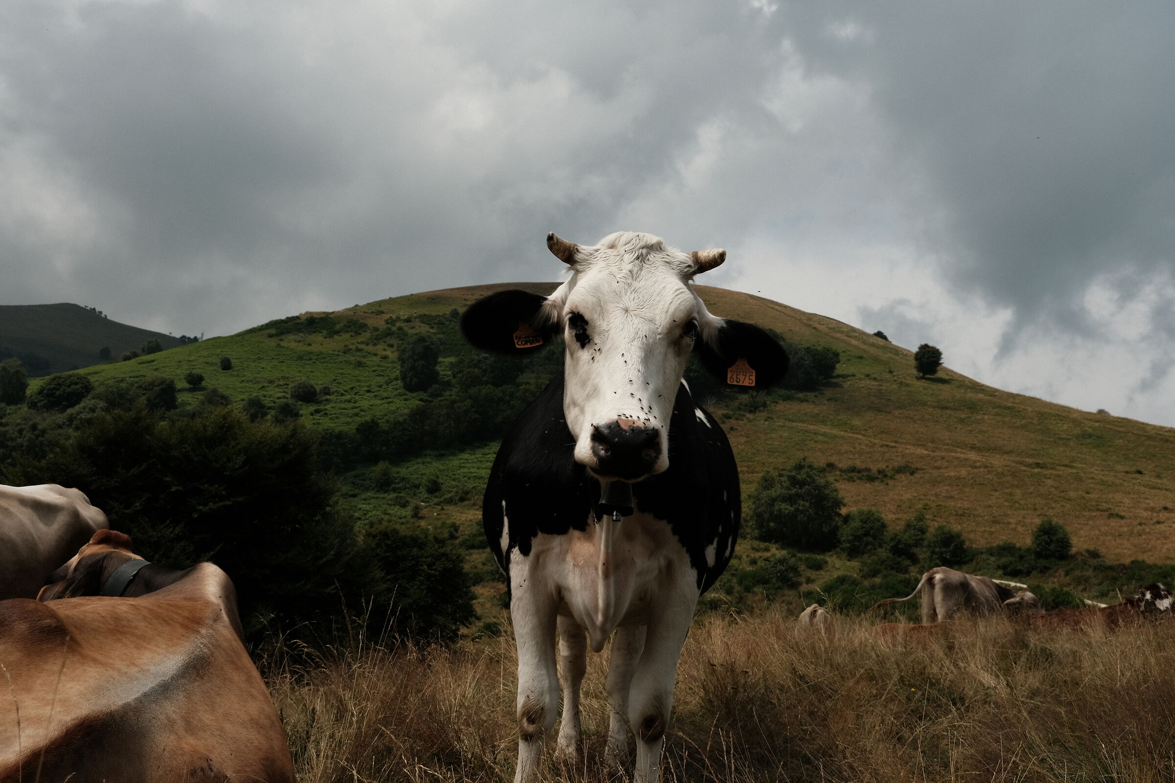 La mandria (MT.San Primo)