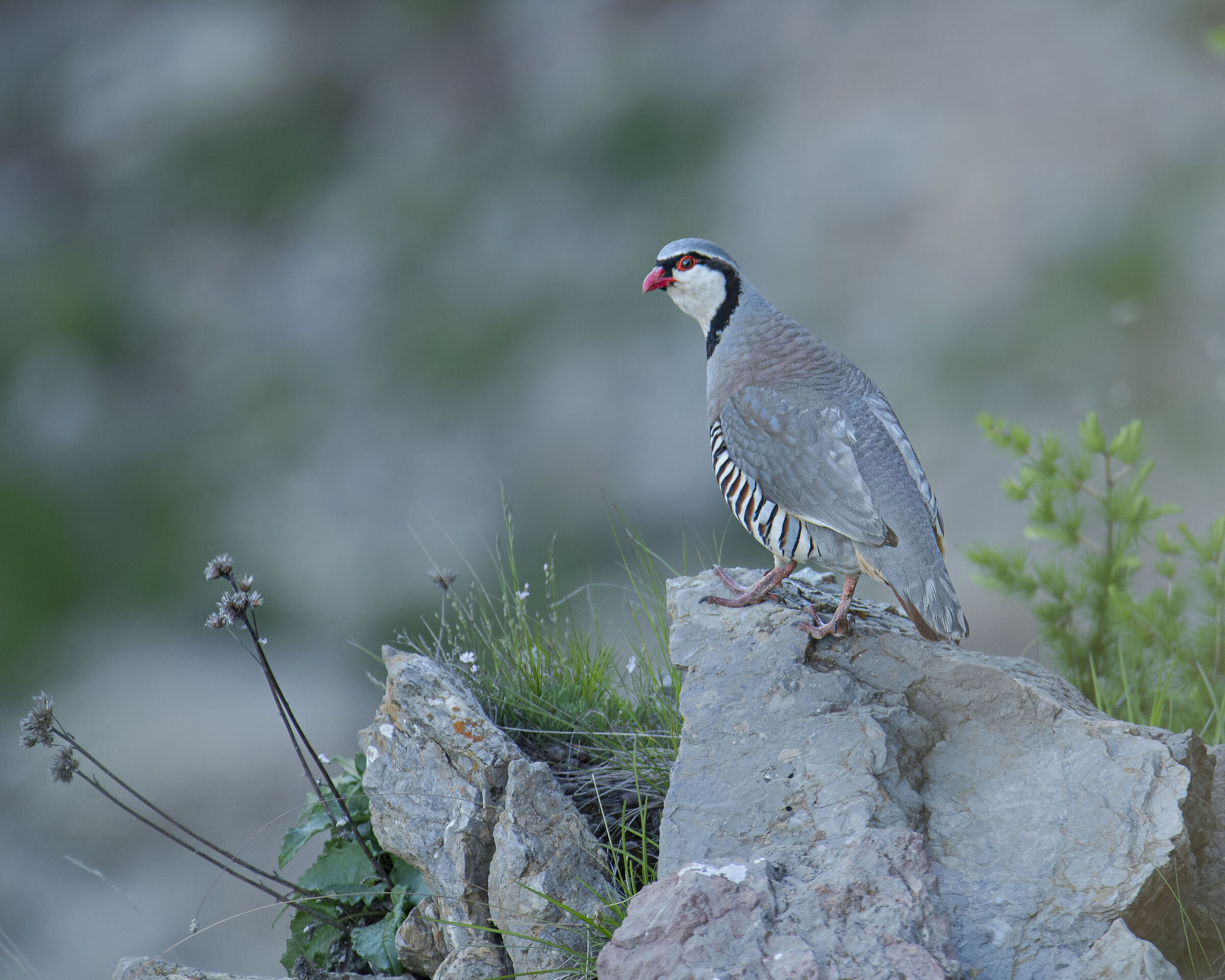Rock partridge