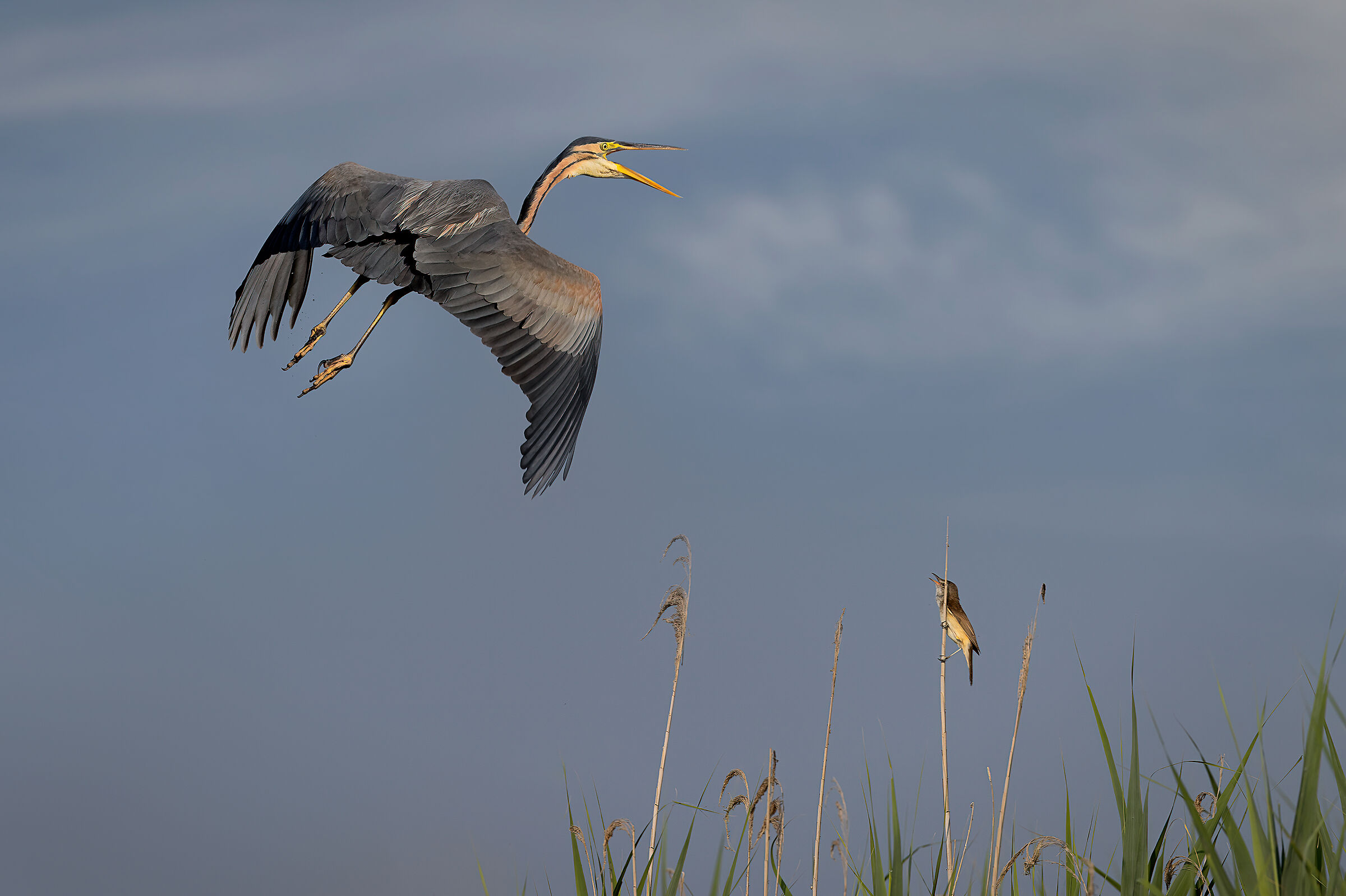 Incontri nel canneto
