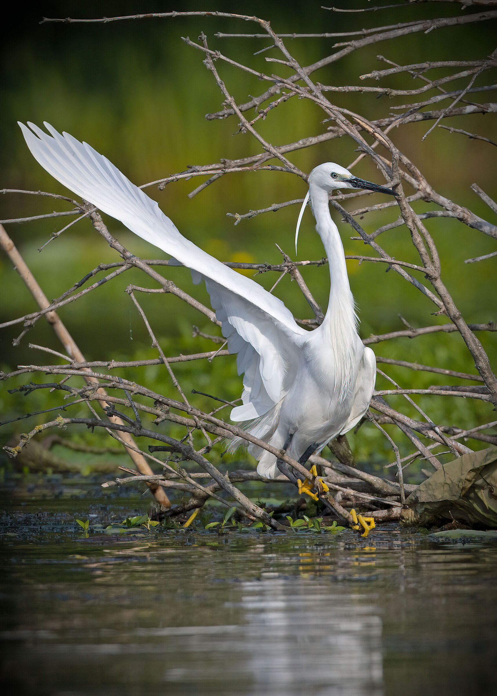 Garzetta diligente: indicazione per svolta a destra