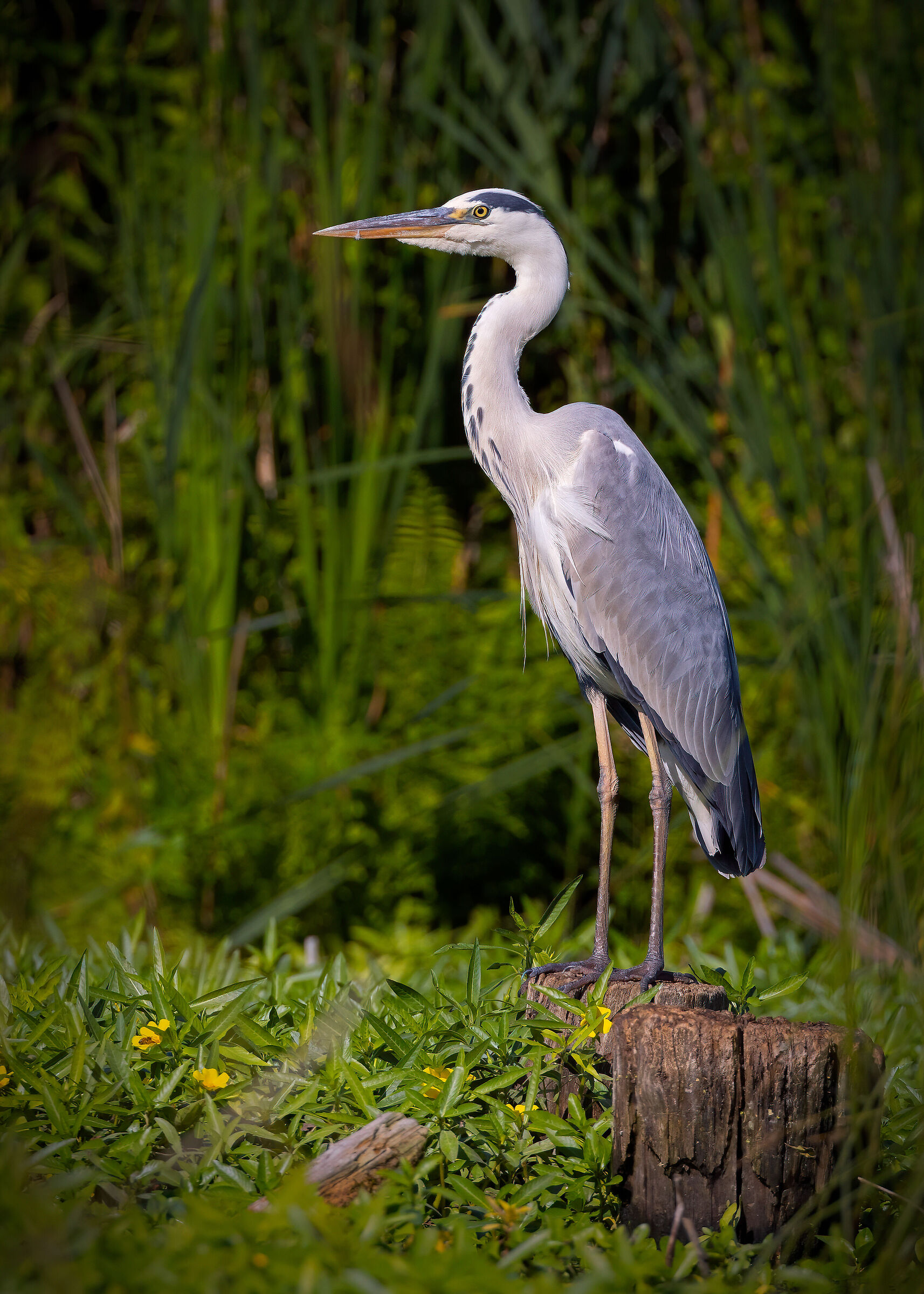 Un elegante cenerino