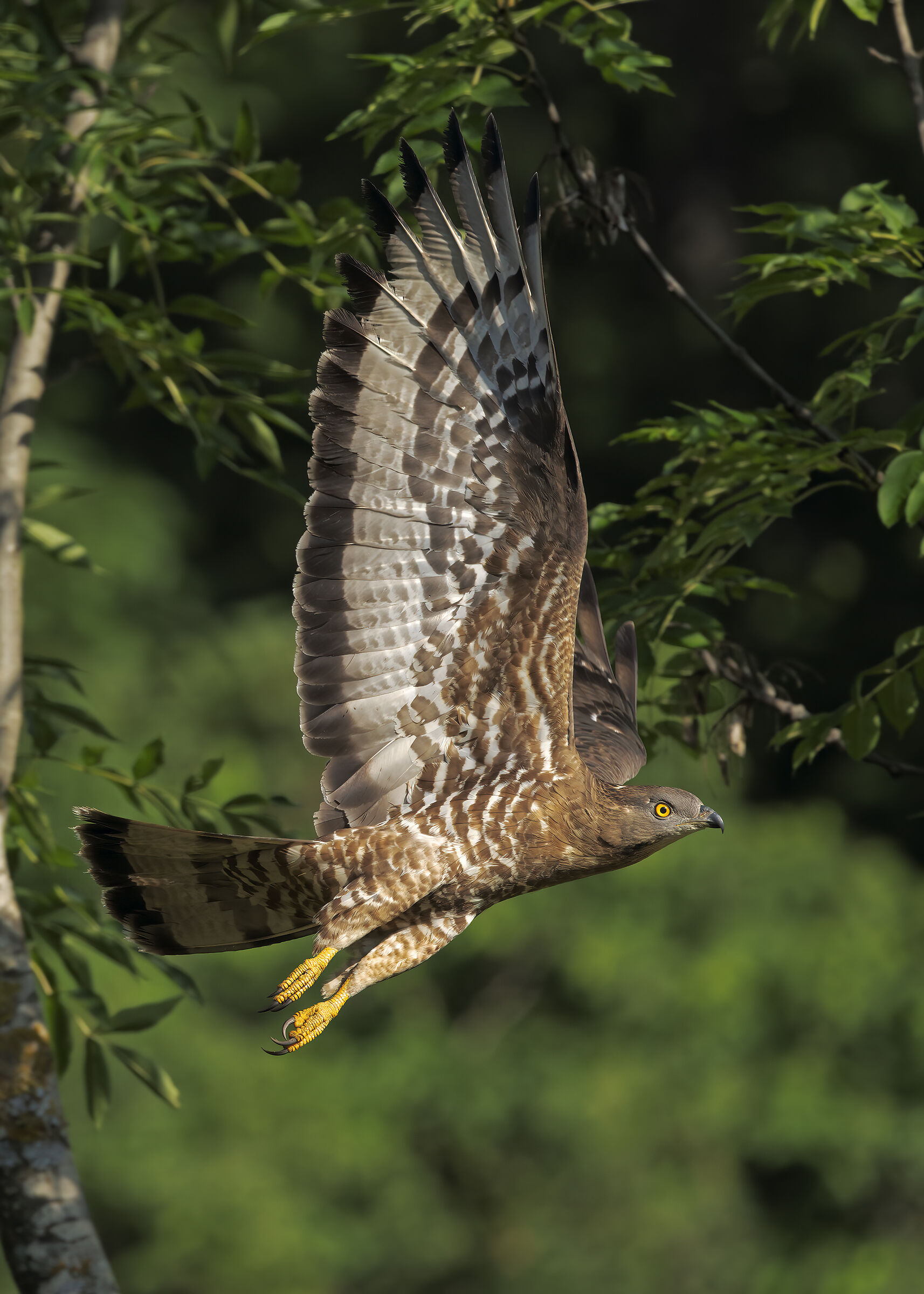 The flight of the Honey Buzzard
