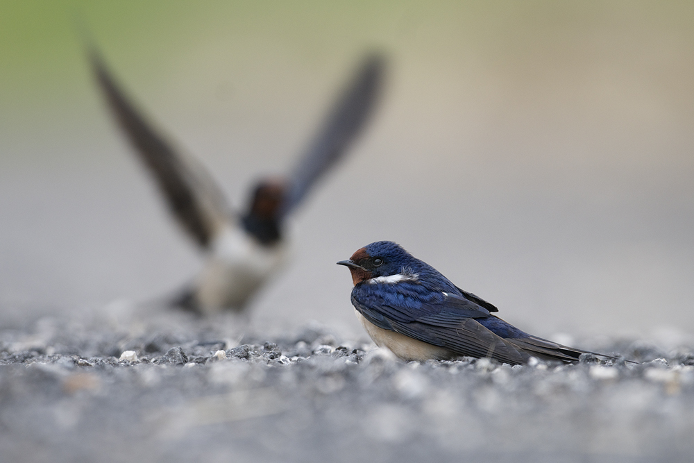 Swallows