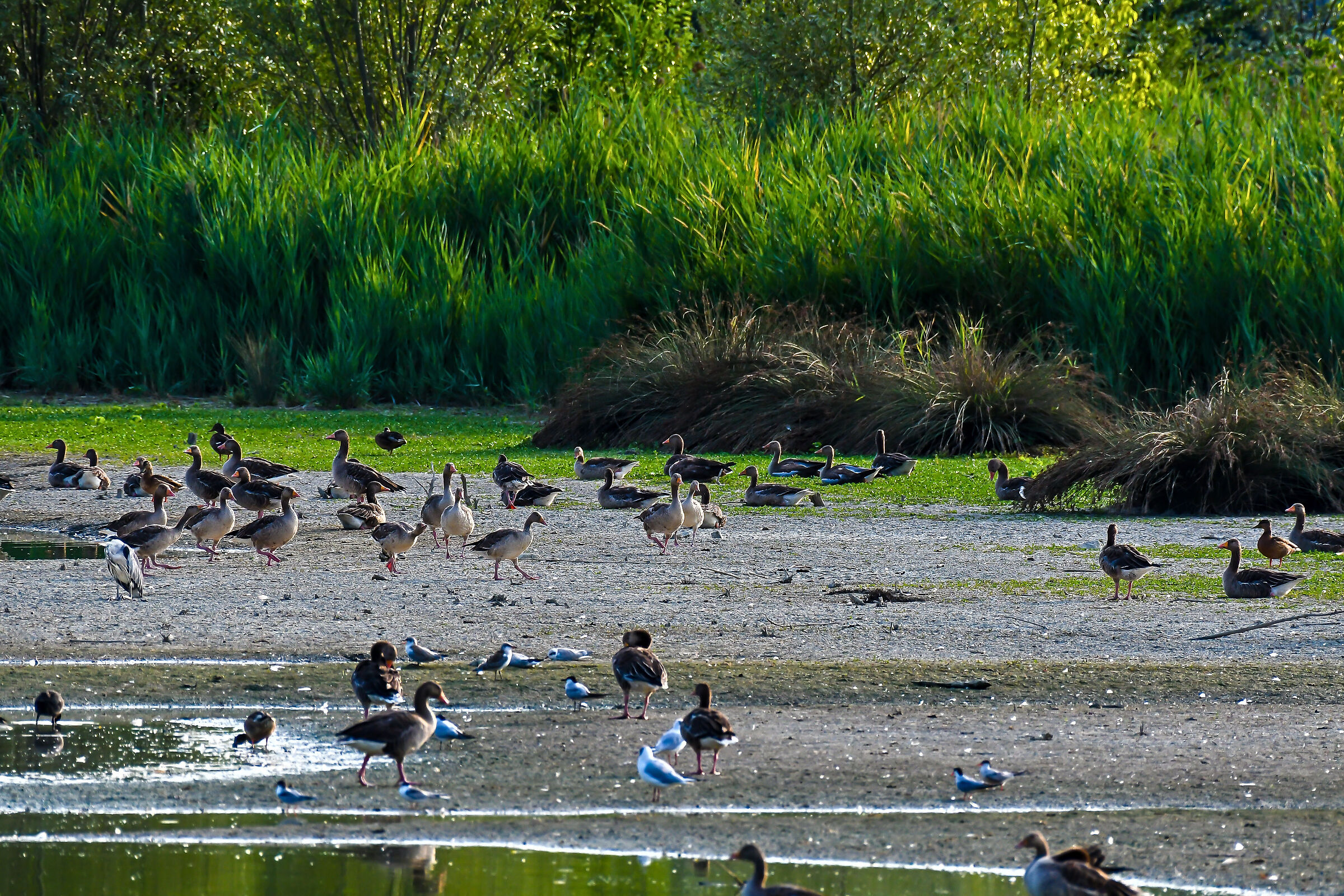 crowding