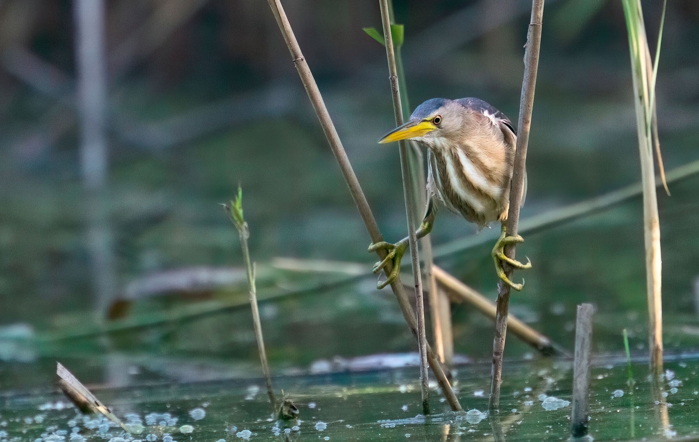 Female bittern