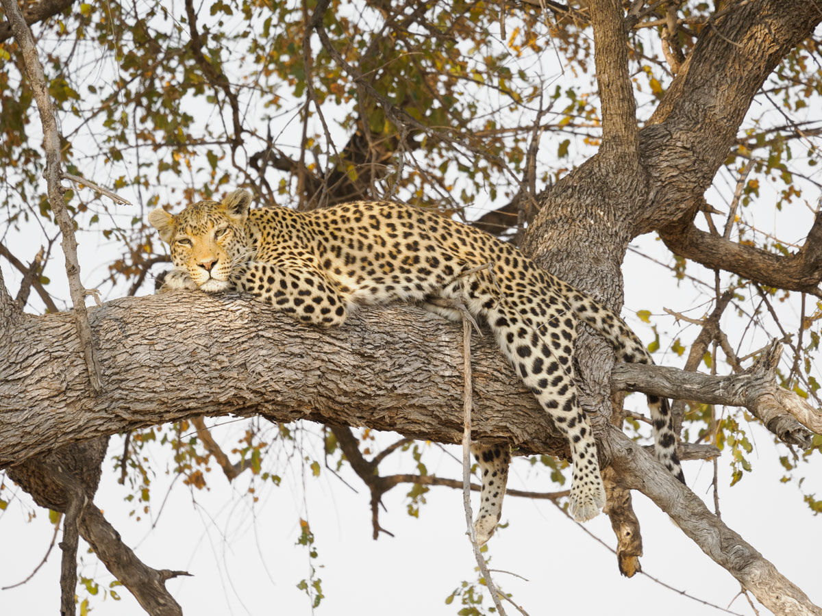 Leopard in siesta