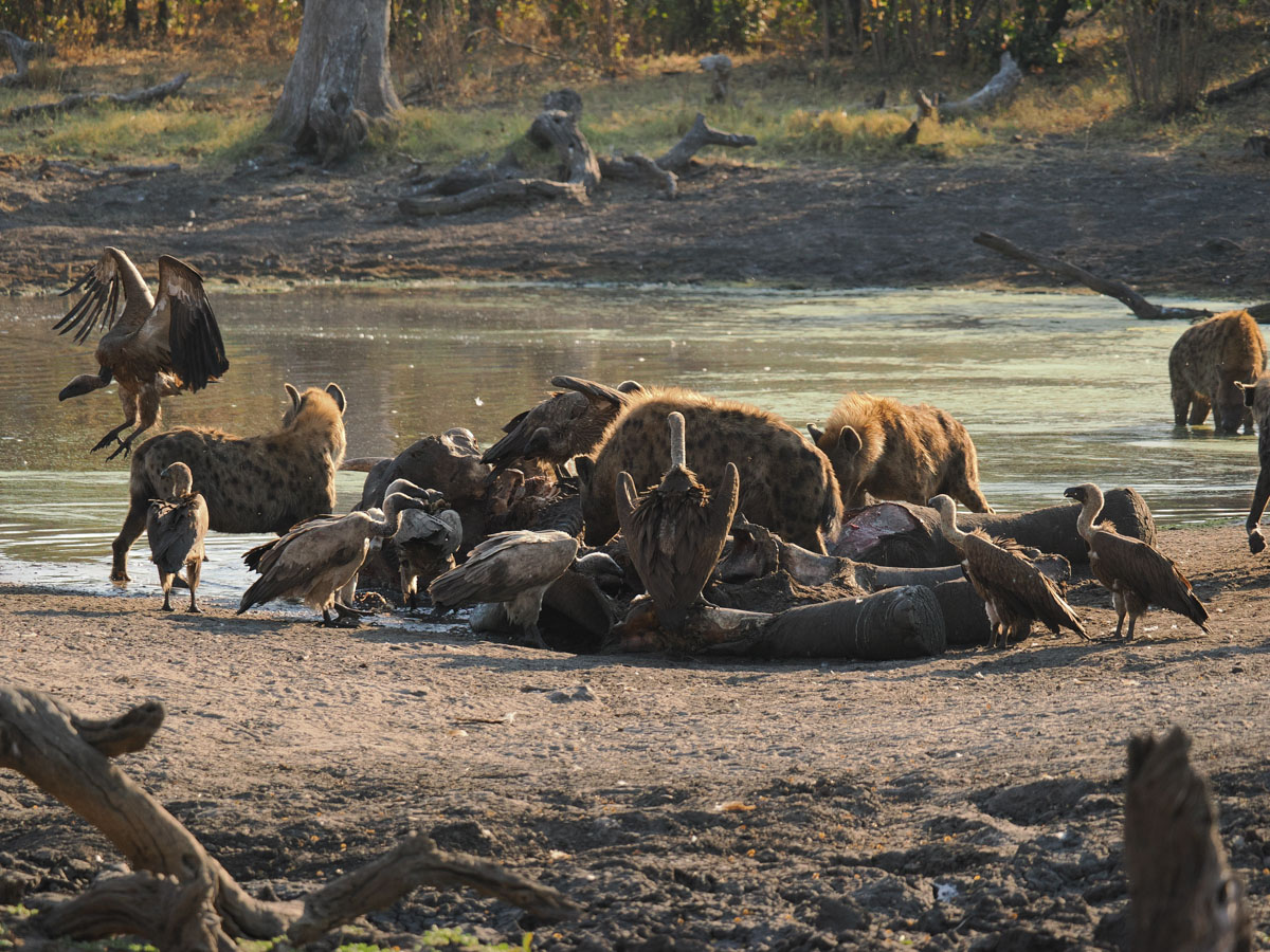 The scavengers at work