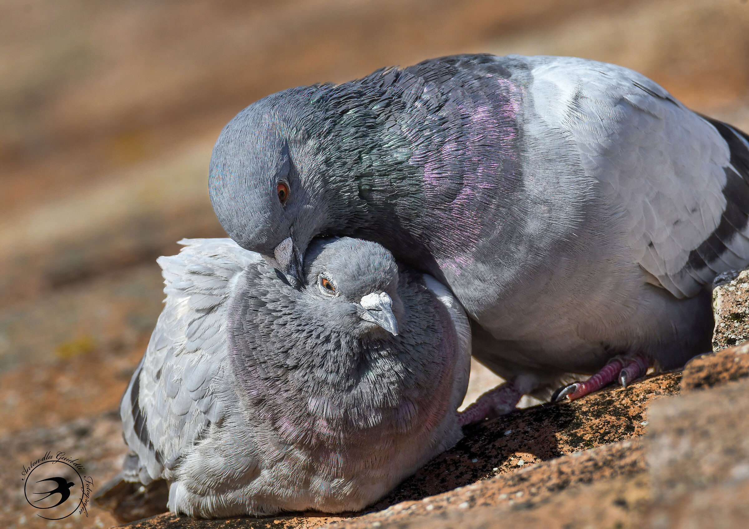 Coppia di piccioni
