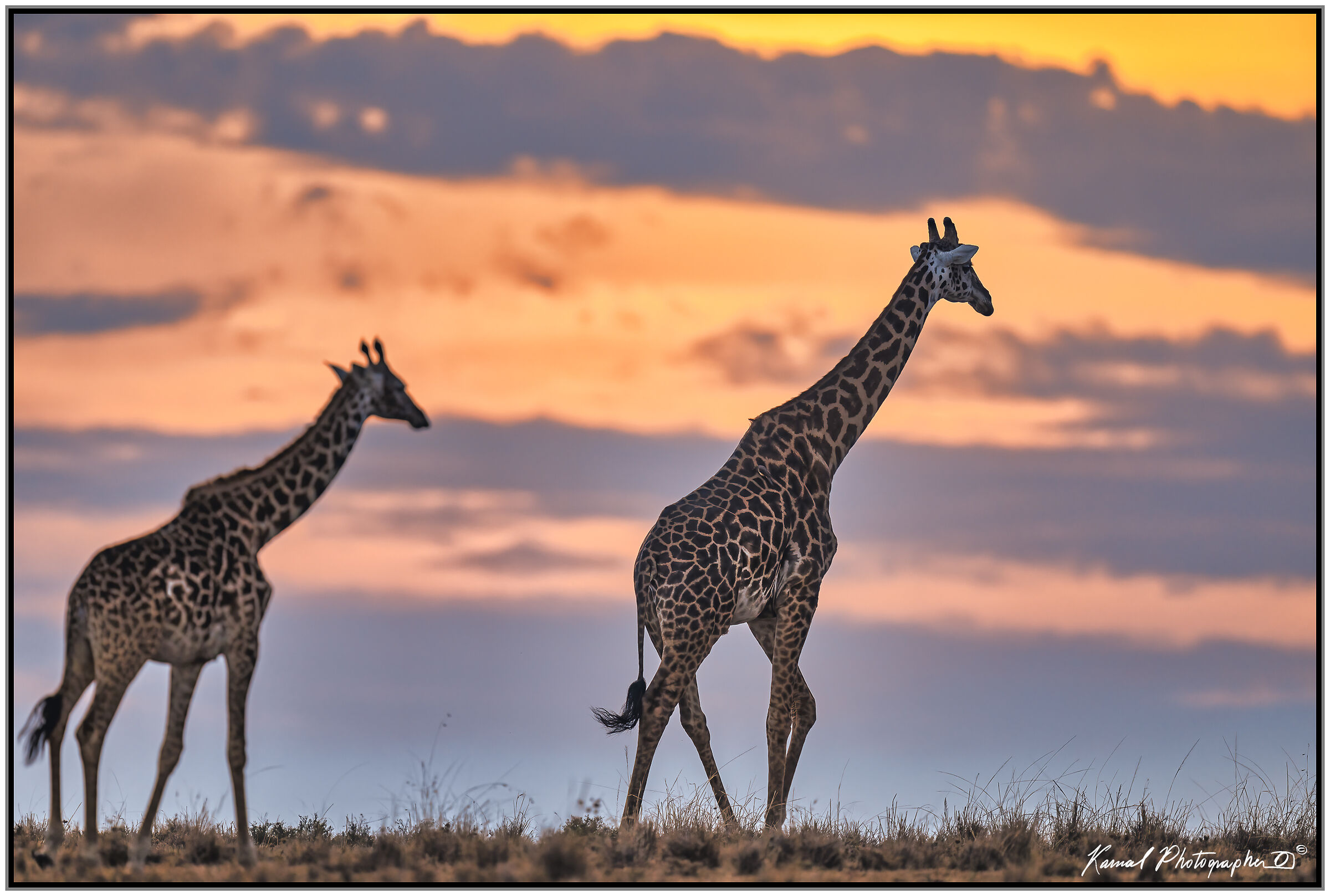 Camelopardalis Tippels
