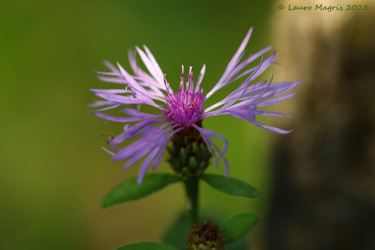 Centaurea montana