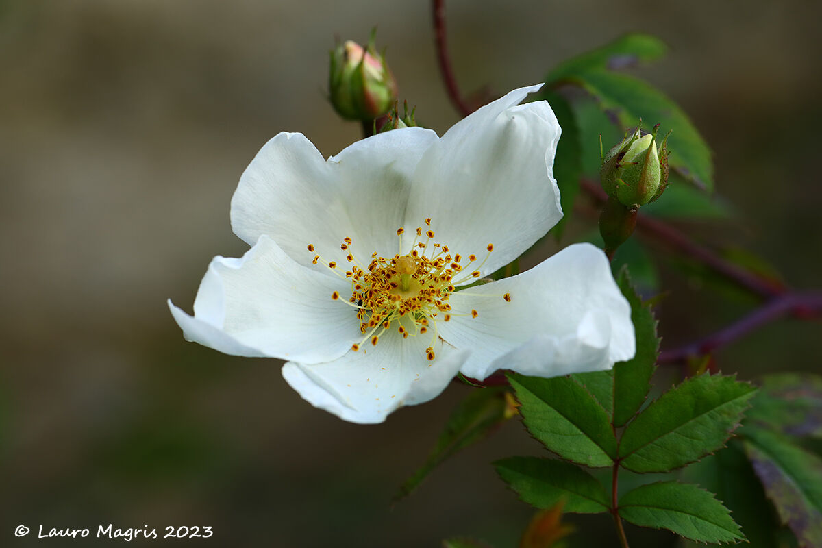 Rosa canina
