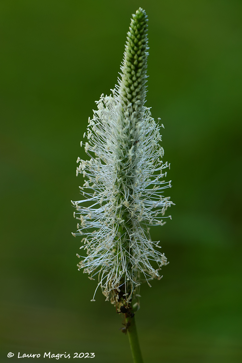 Plantago