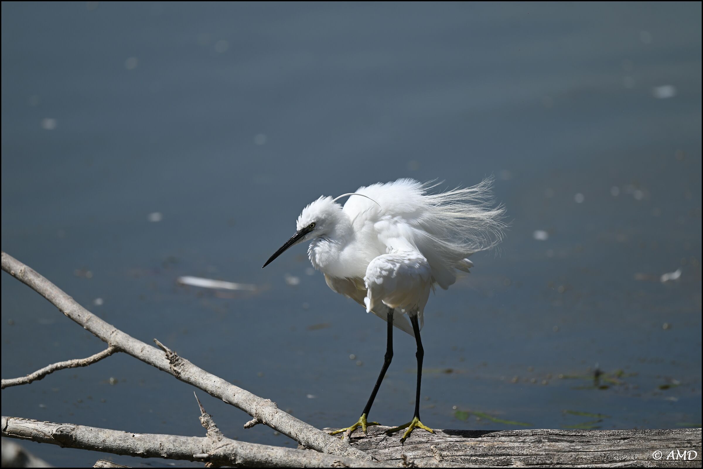 Little egret