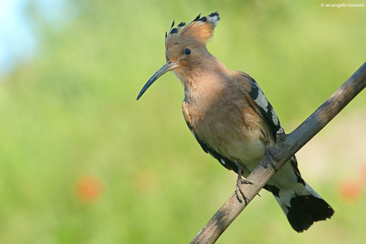 Face to face with the hoopoe