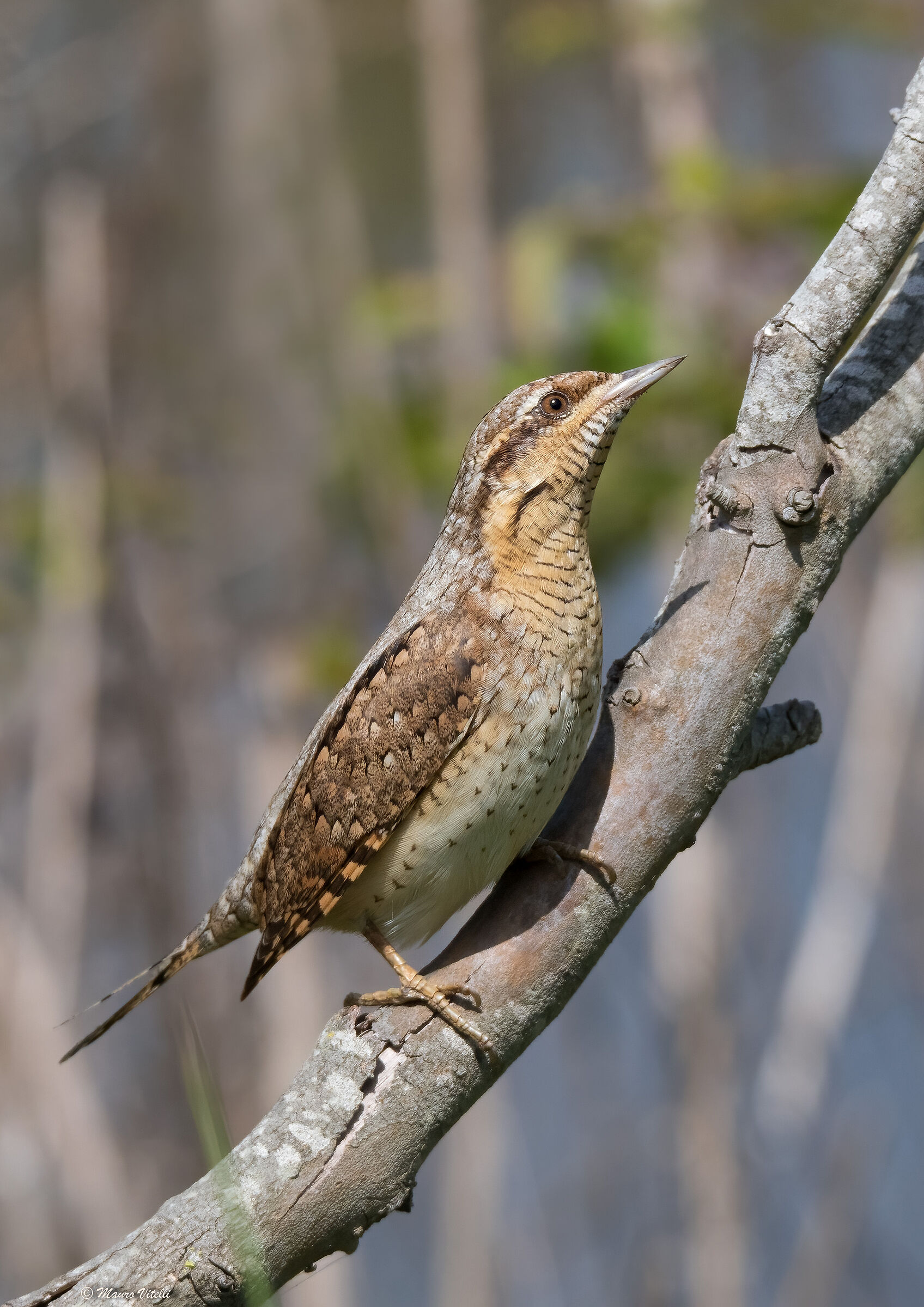 Stiff neck (Jynx torquilla)