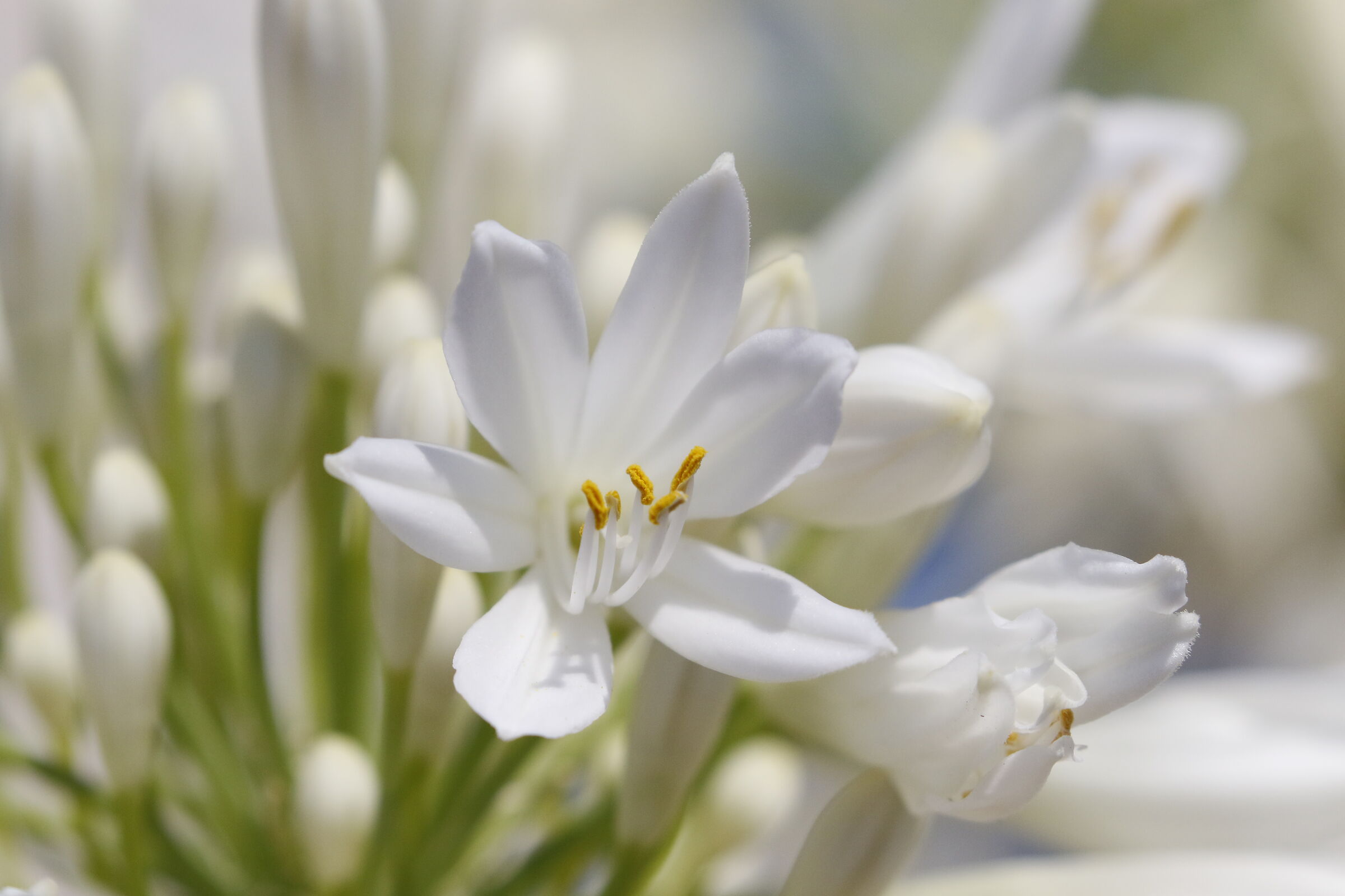 "Crop 6 Cento 40", 1/8 Mila, Canon 100-400 L II, 7...
