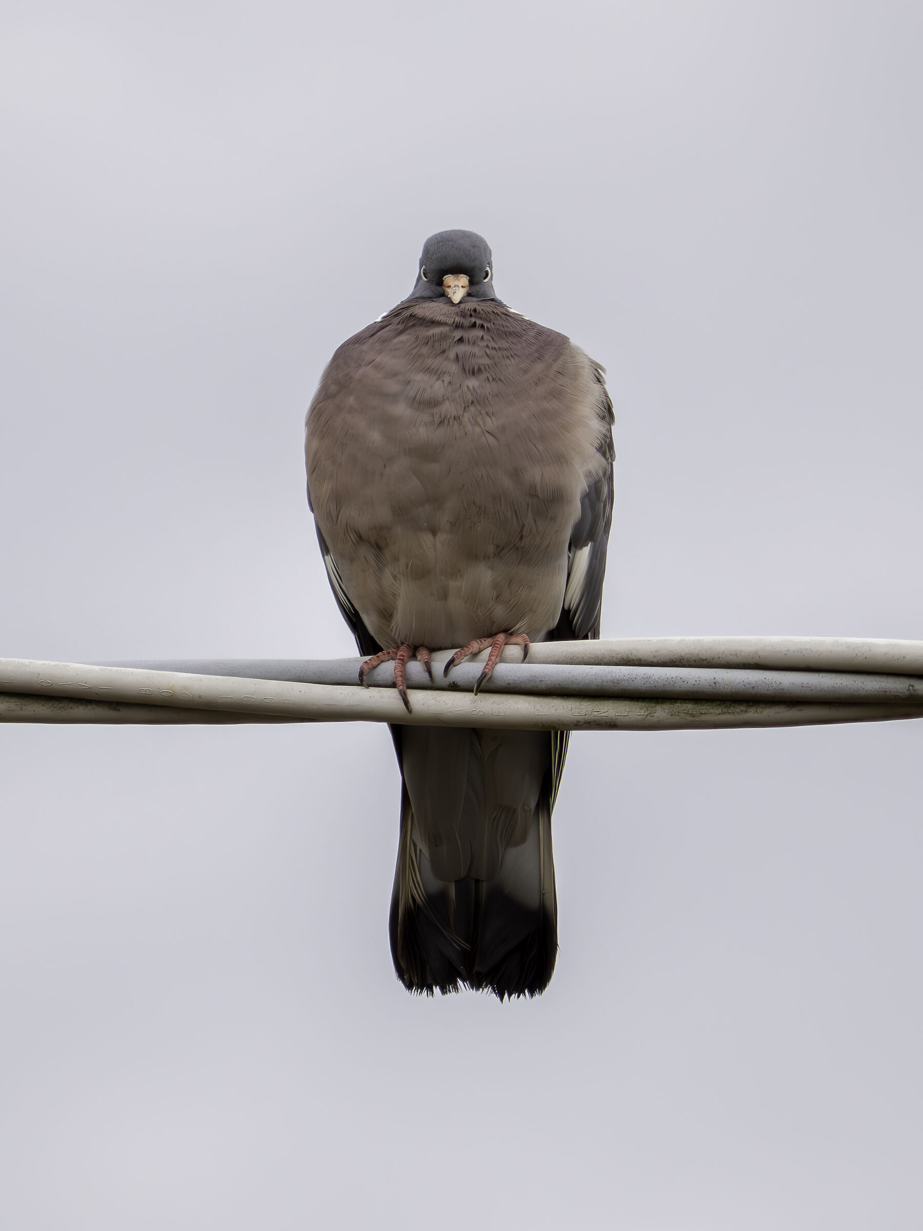 Wood pigeon