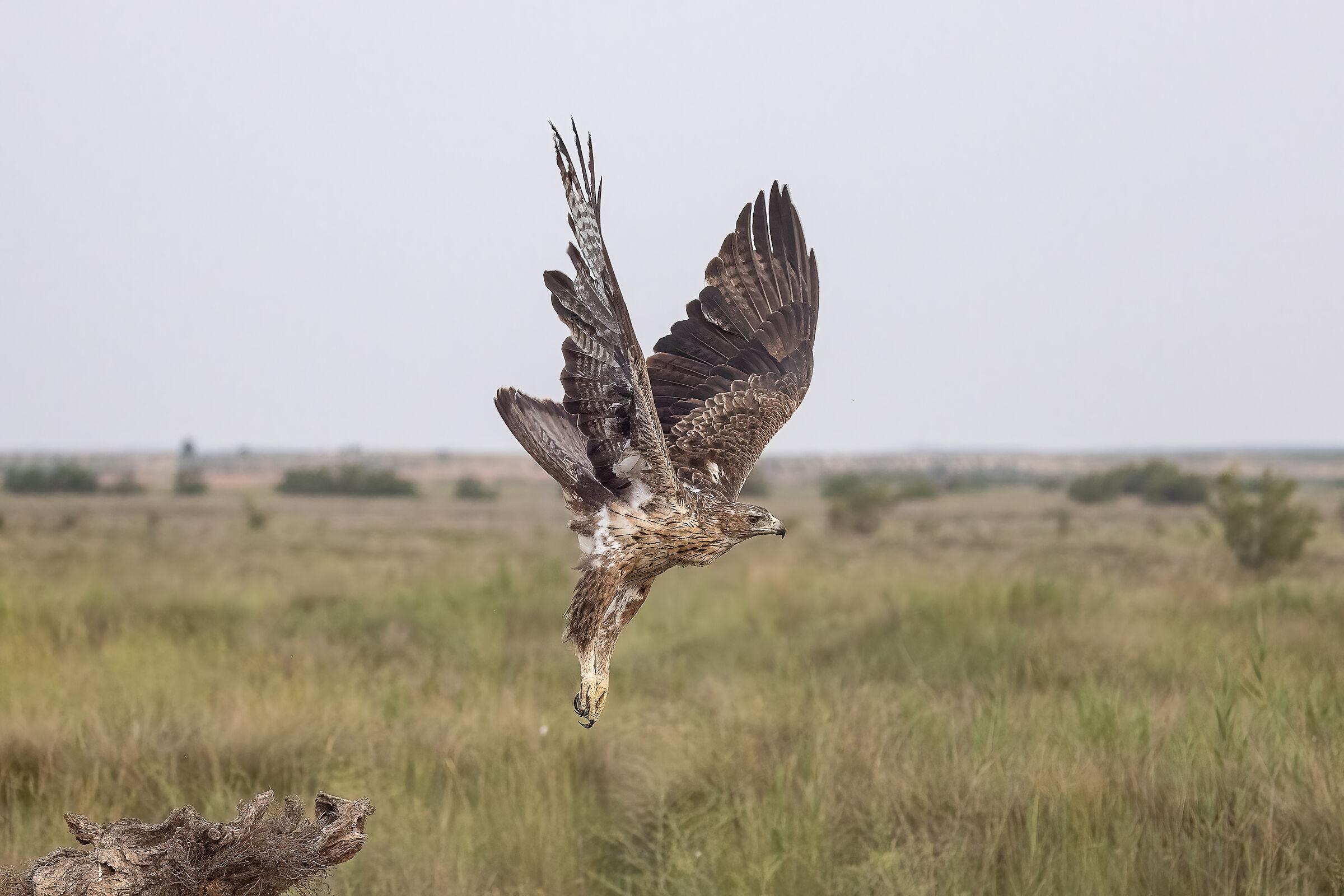Aquila del Bonelli