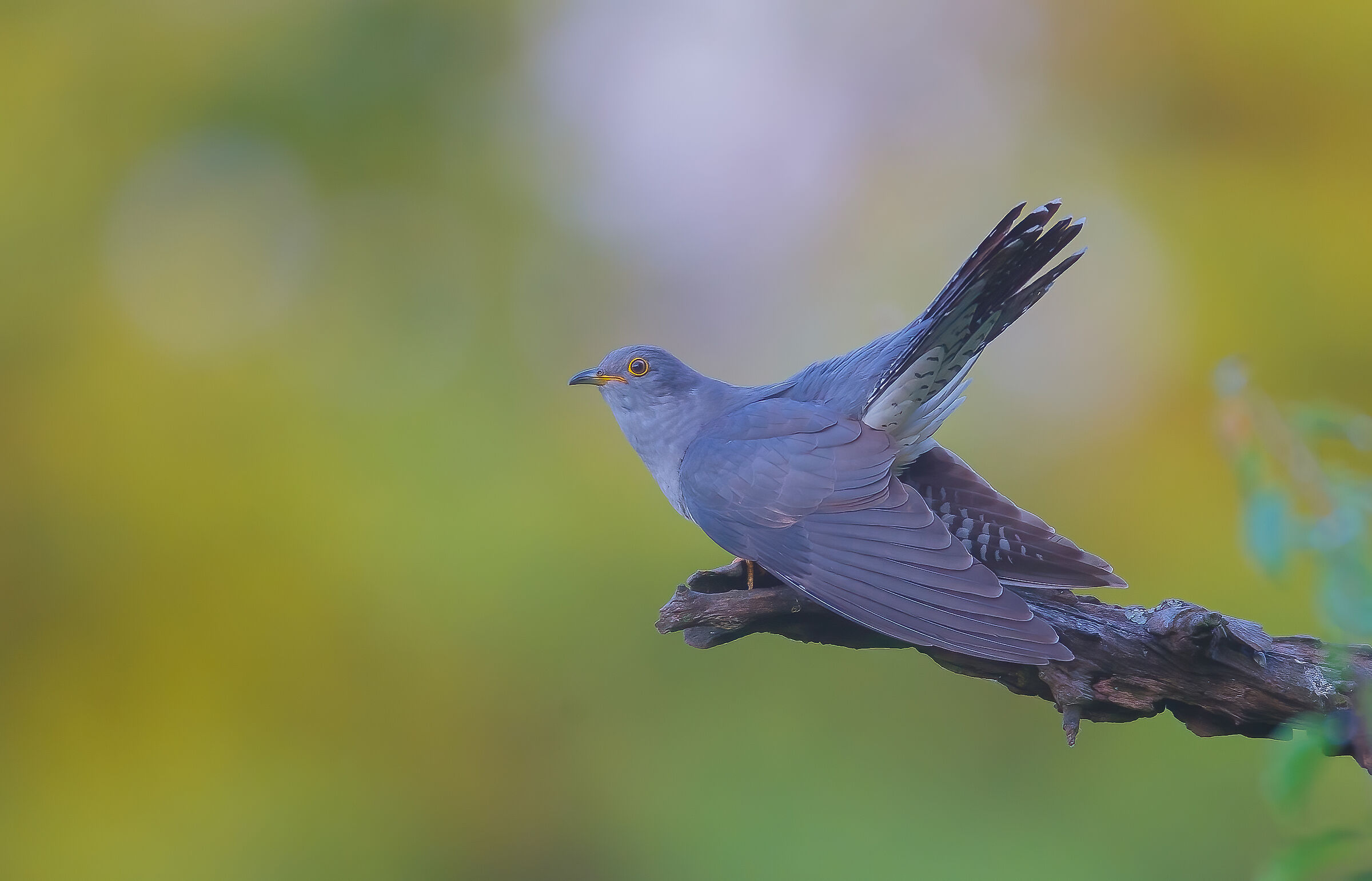 Cuckoo