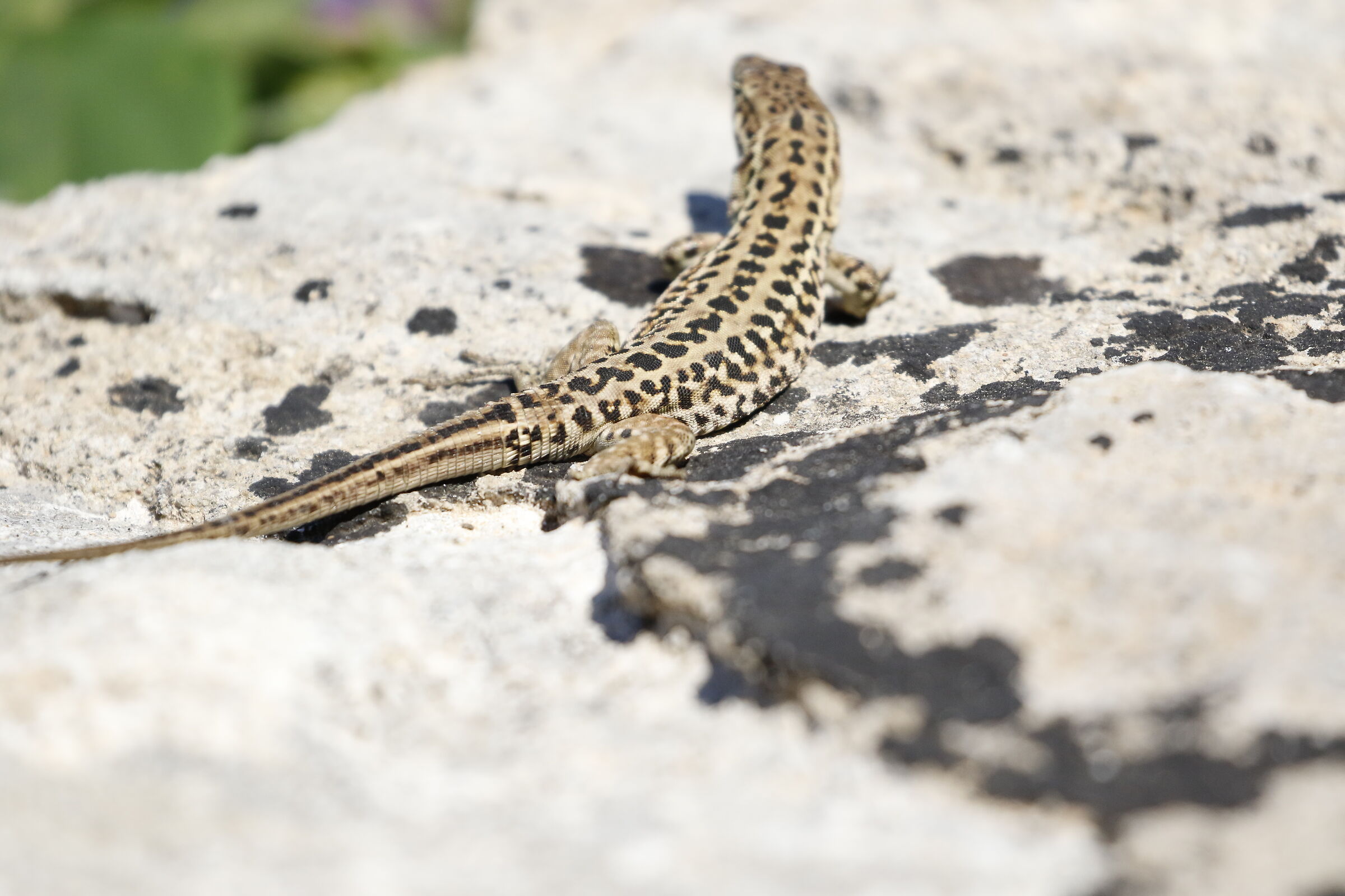 "Crop 6 Cento 40", 1/8 Mila, Canon 100-400 L II, 7...