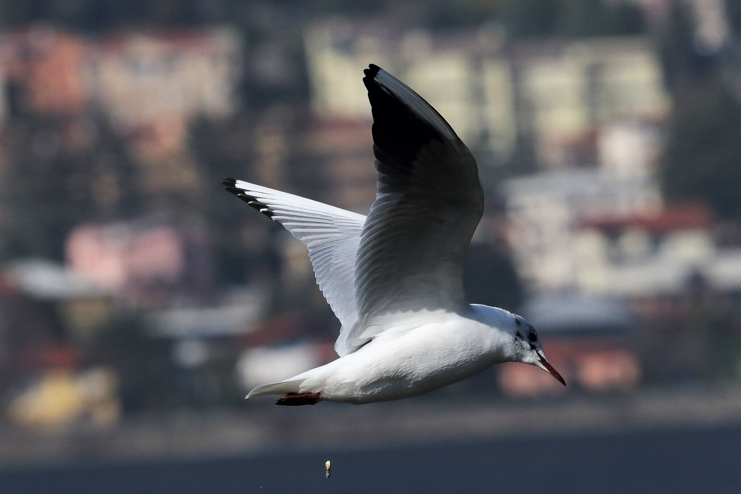 Gabbiano C 03 marzo 2023