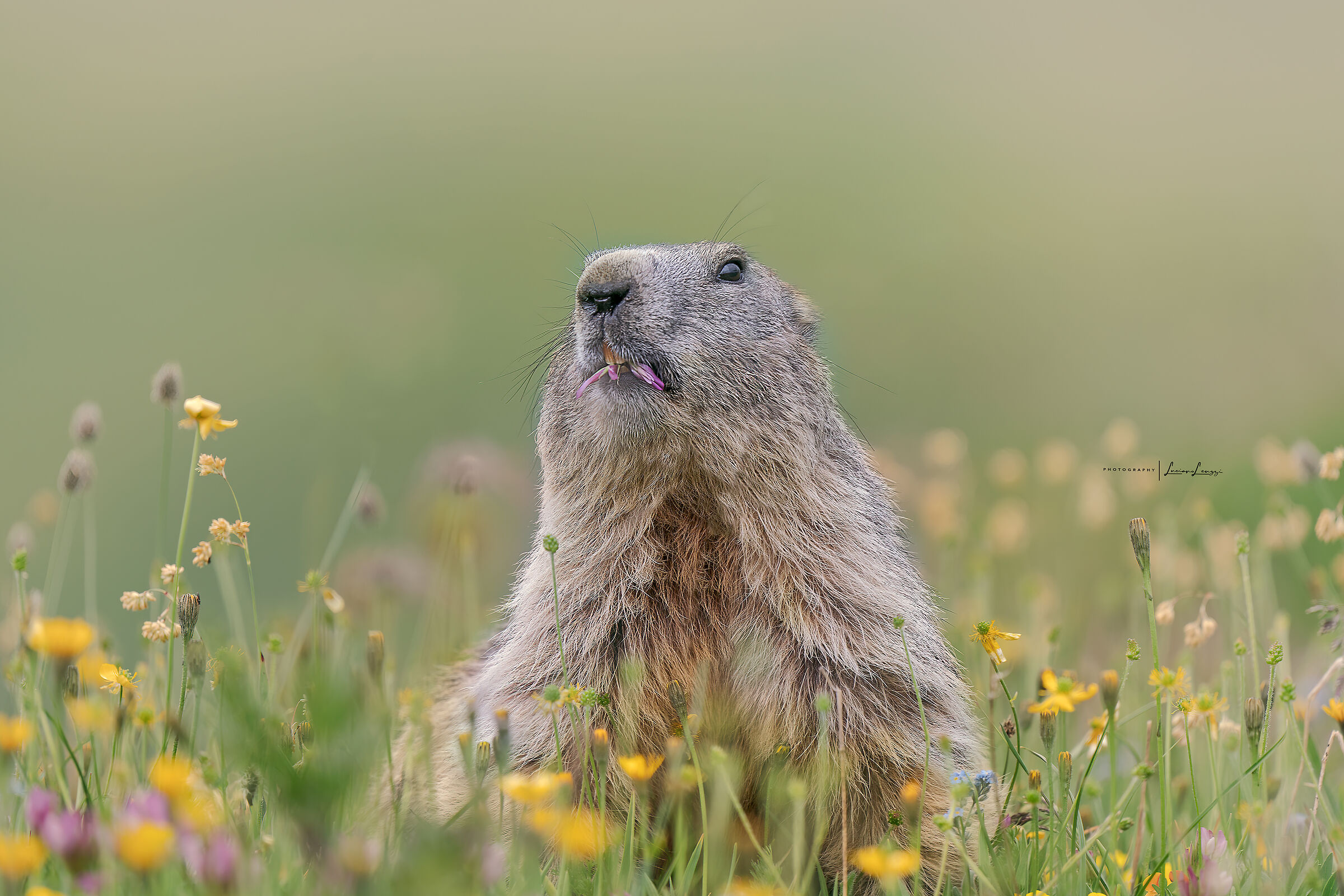 Marmot