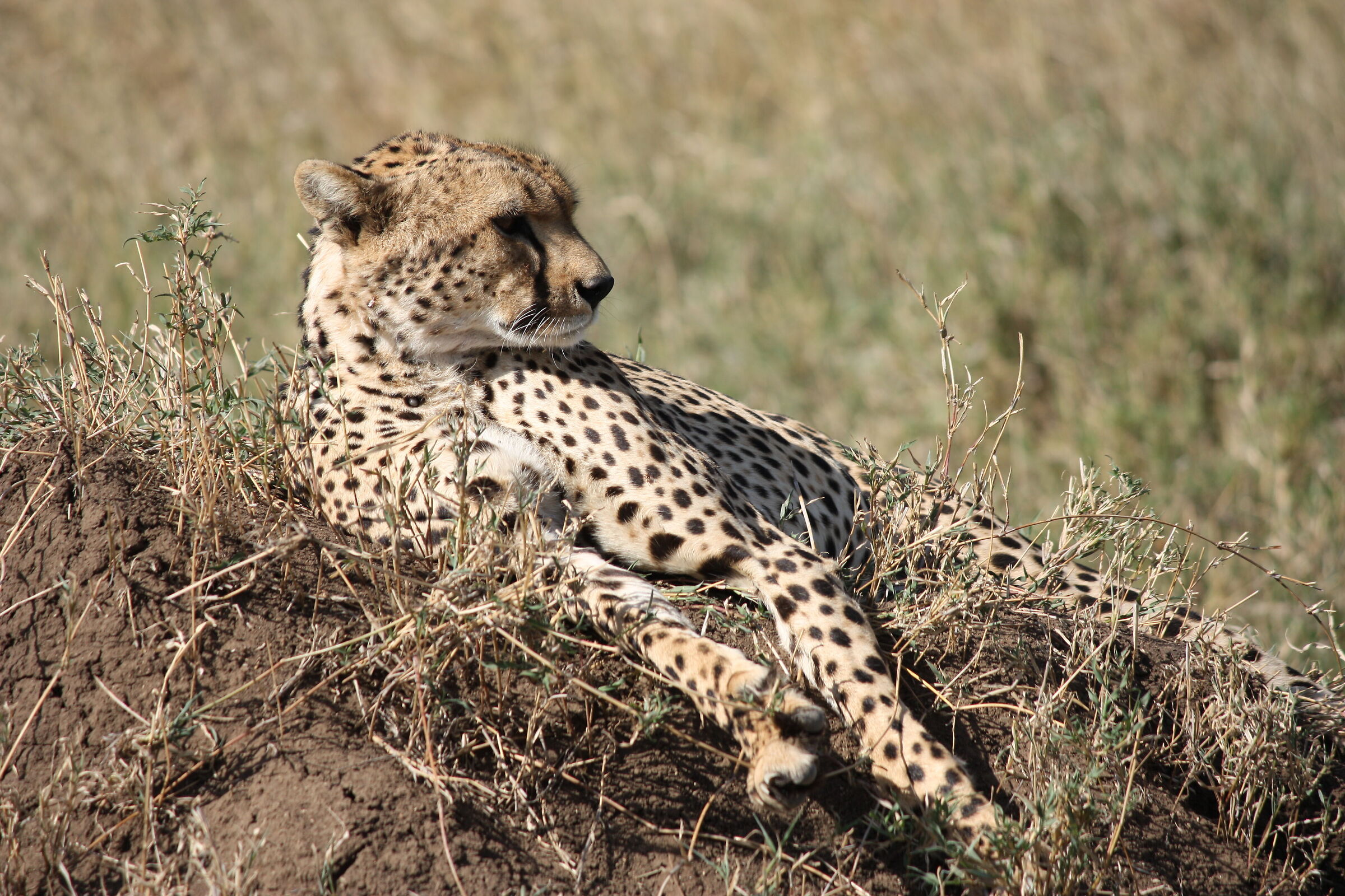 Cheetah
