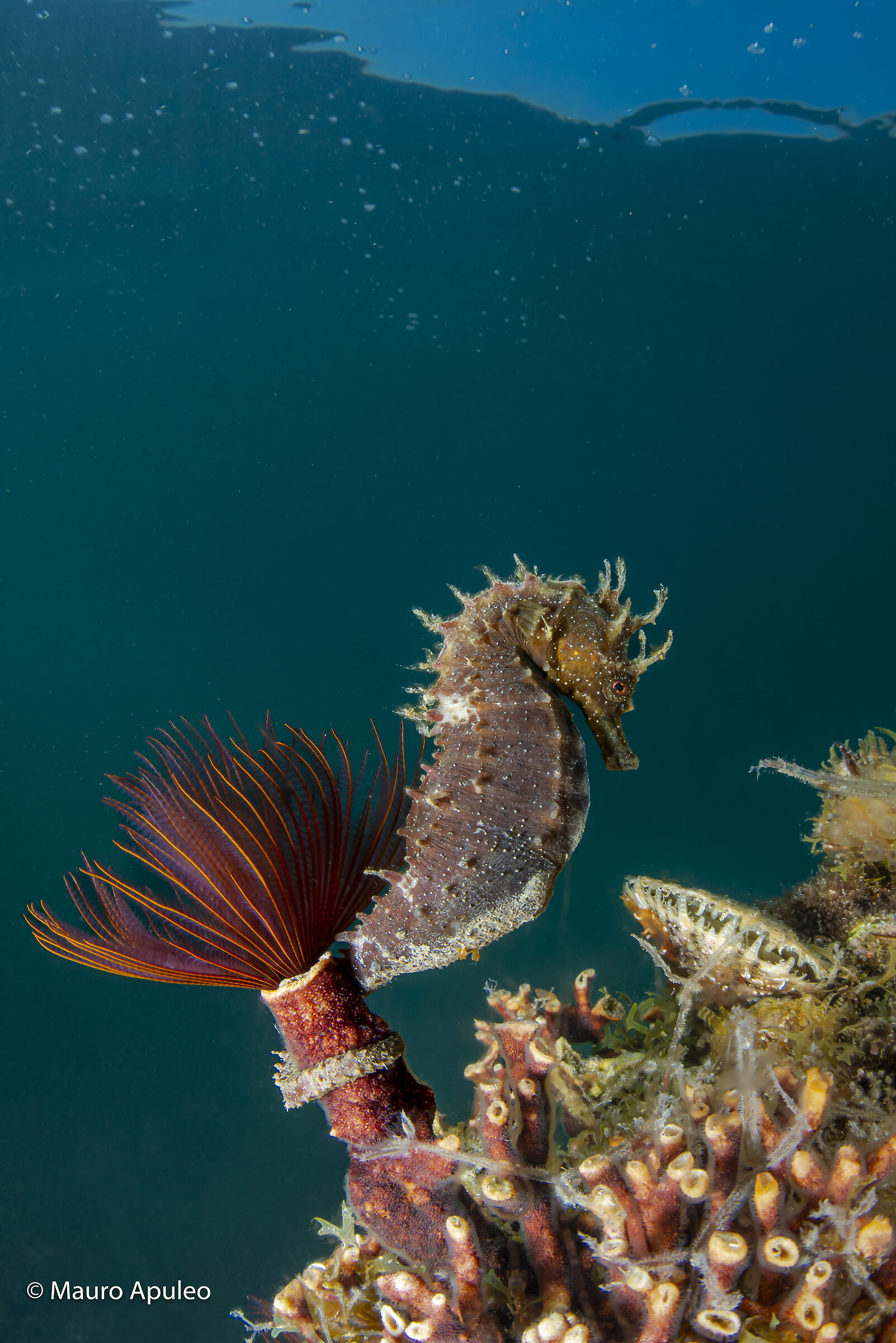 il fiore del cavallo