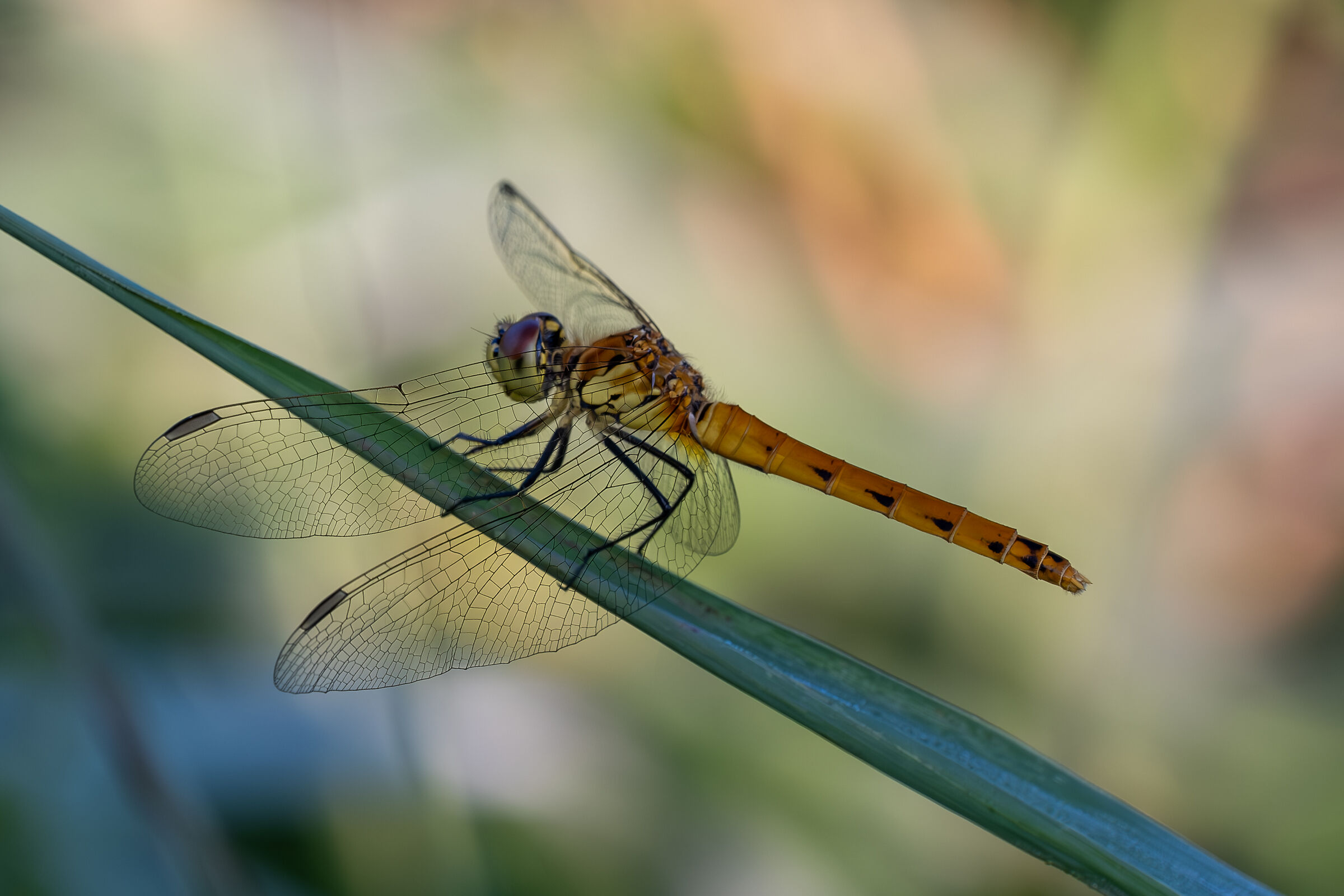 Sympetrum depressiusculum