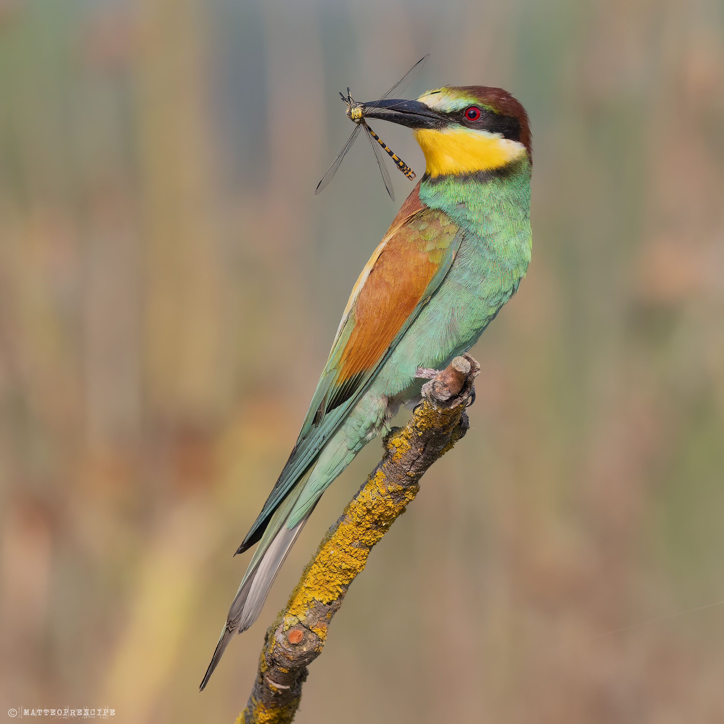 Bee-eater with dragonfly