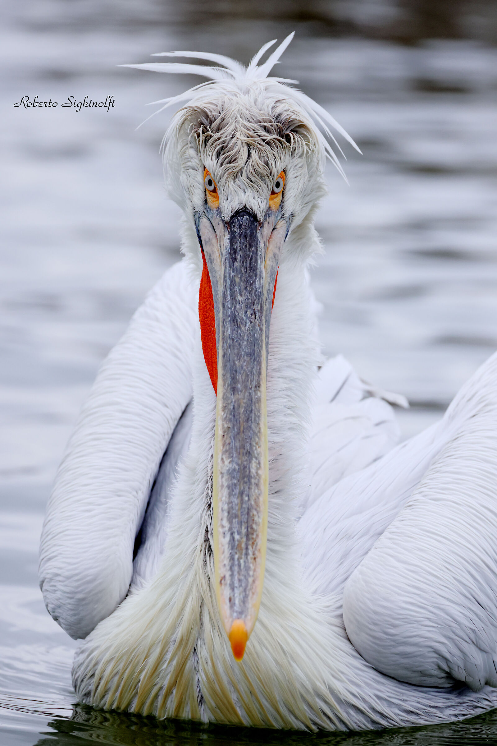 look fixed pelican hedgehog
