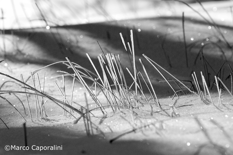 Blades of grass under the snow