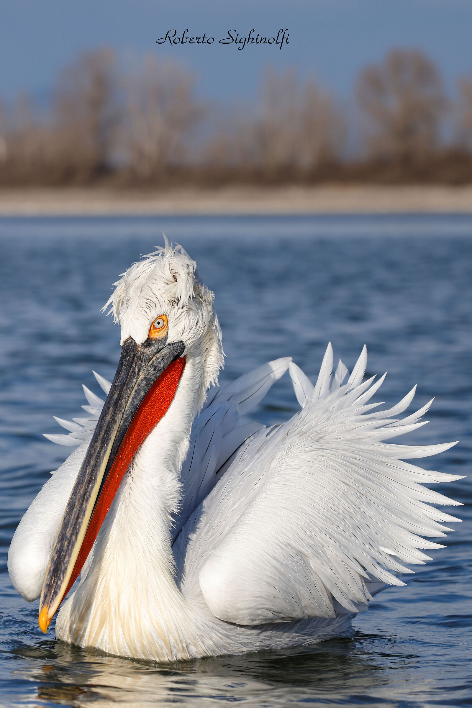 Curly pelican with background