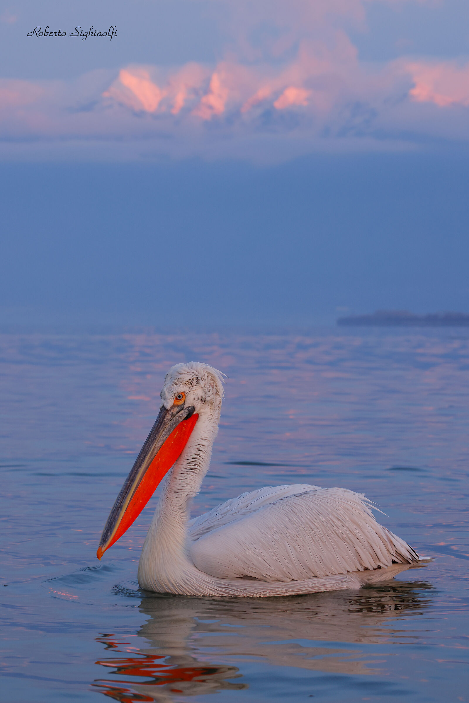 Pelican set at dawn