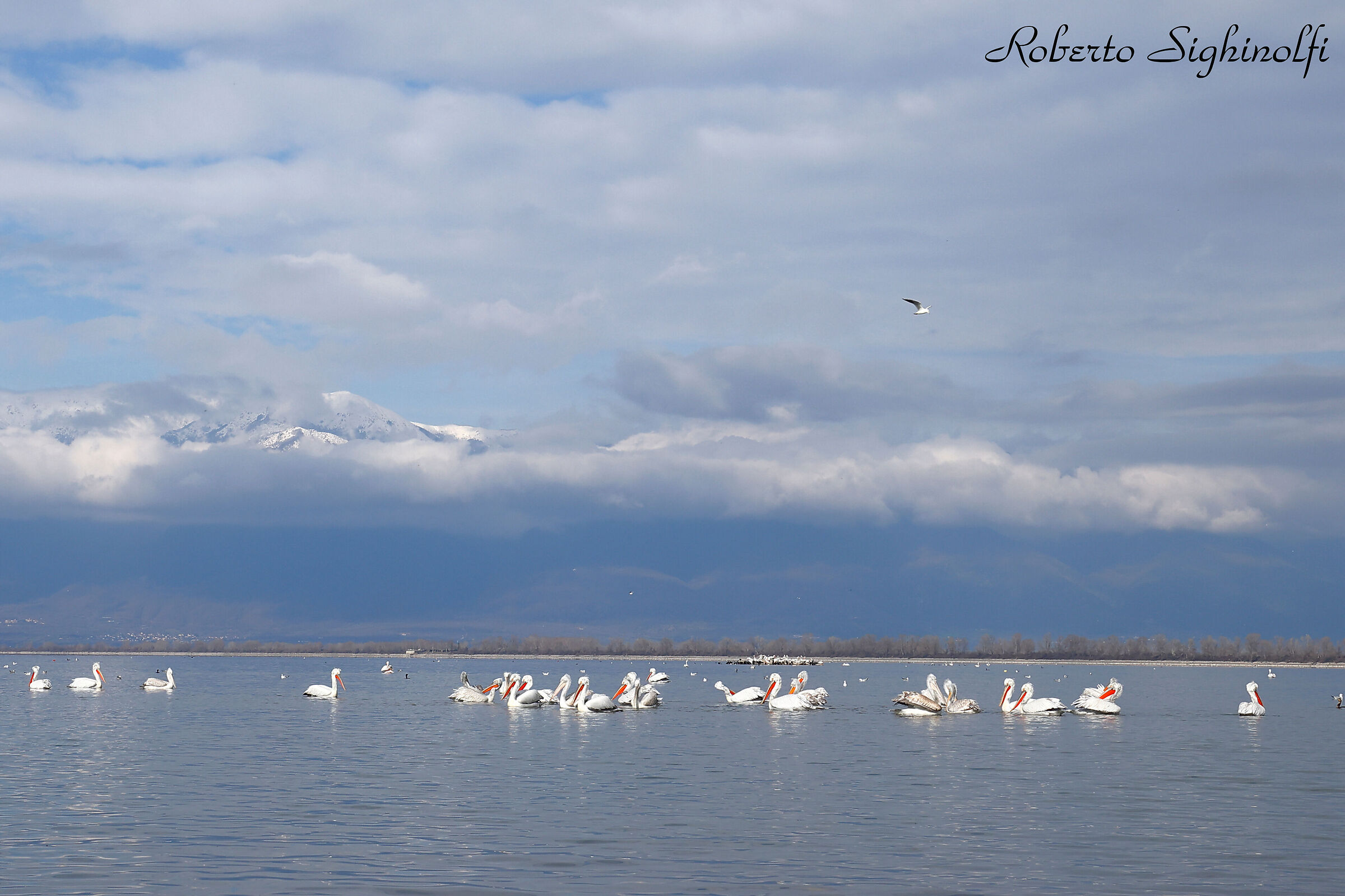 Pelicans in group set