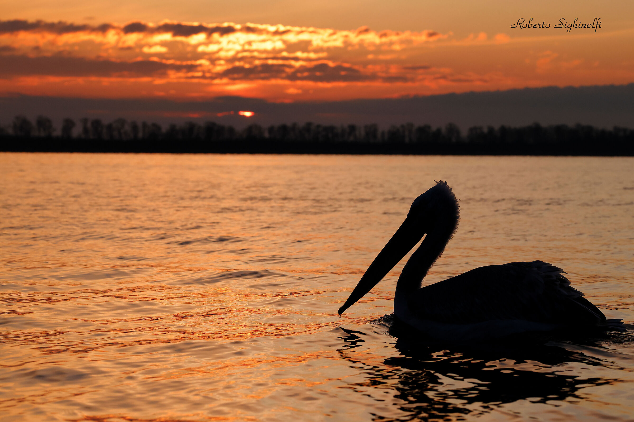 Pelicans sunrise and sunset