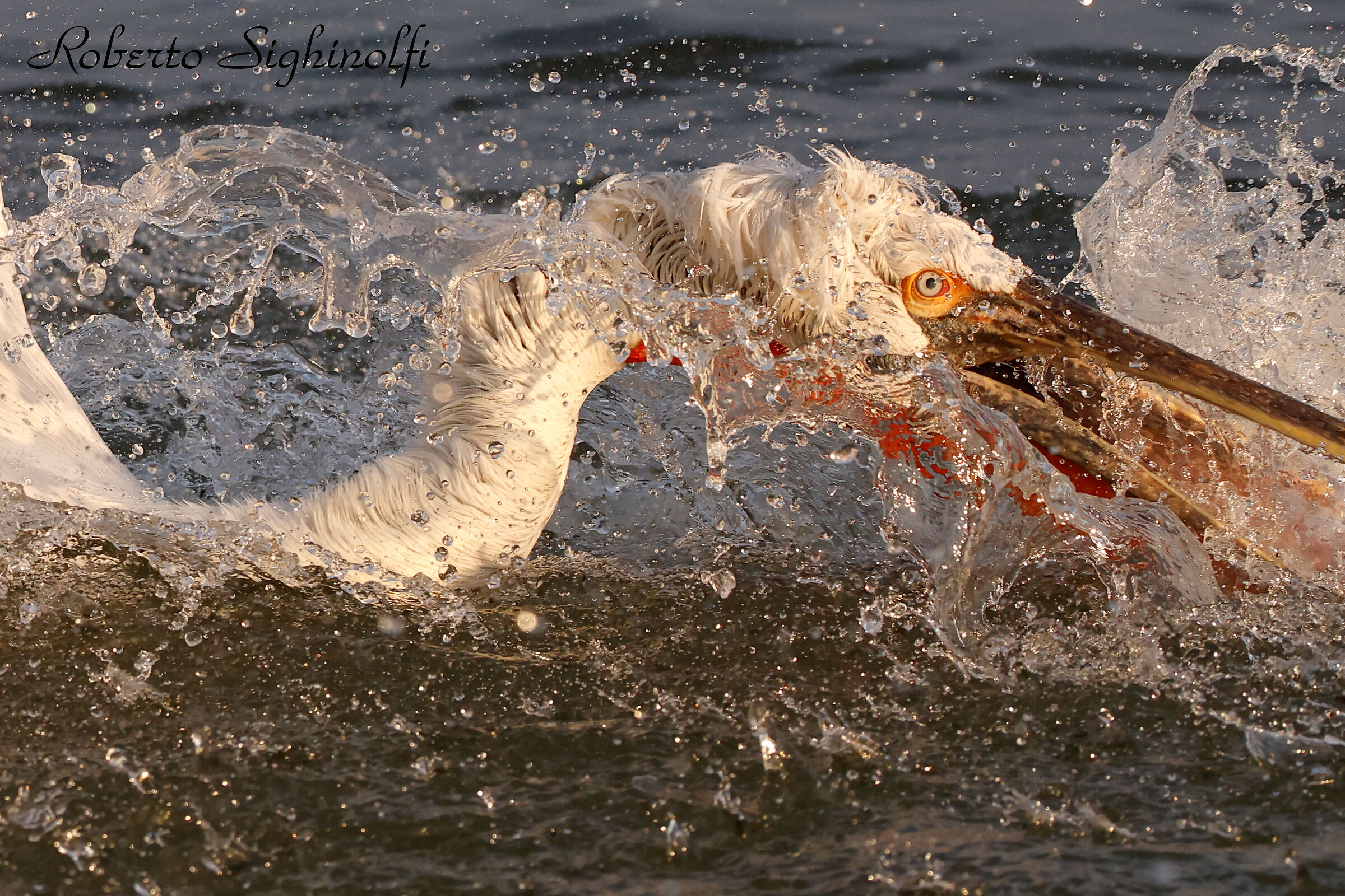 Pelican in capture