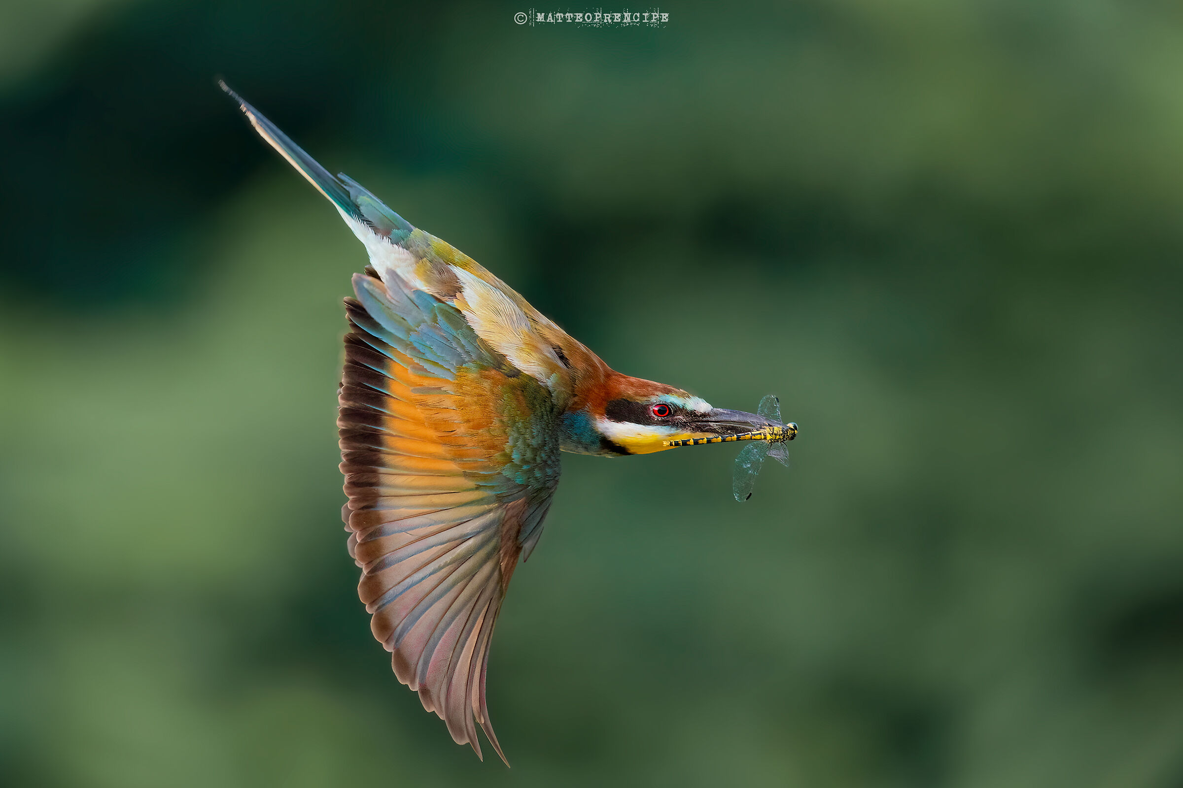 Bee-eater in flight