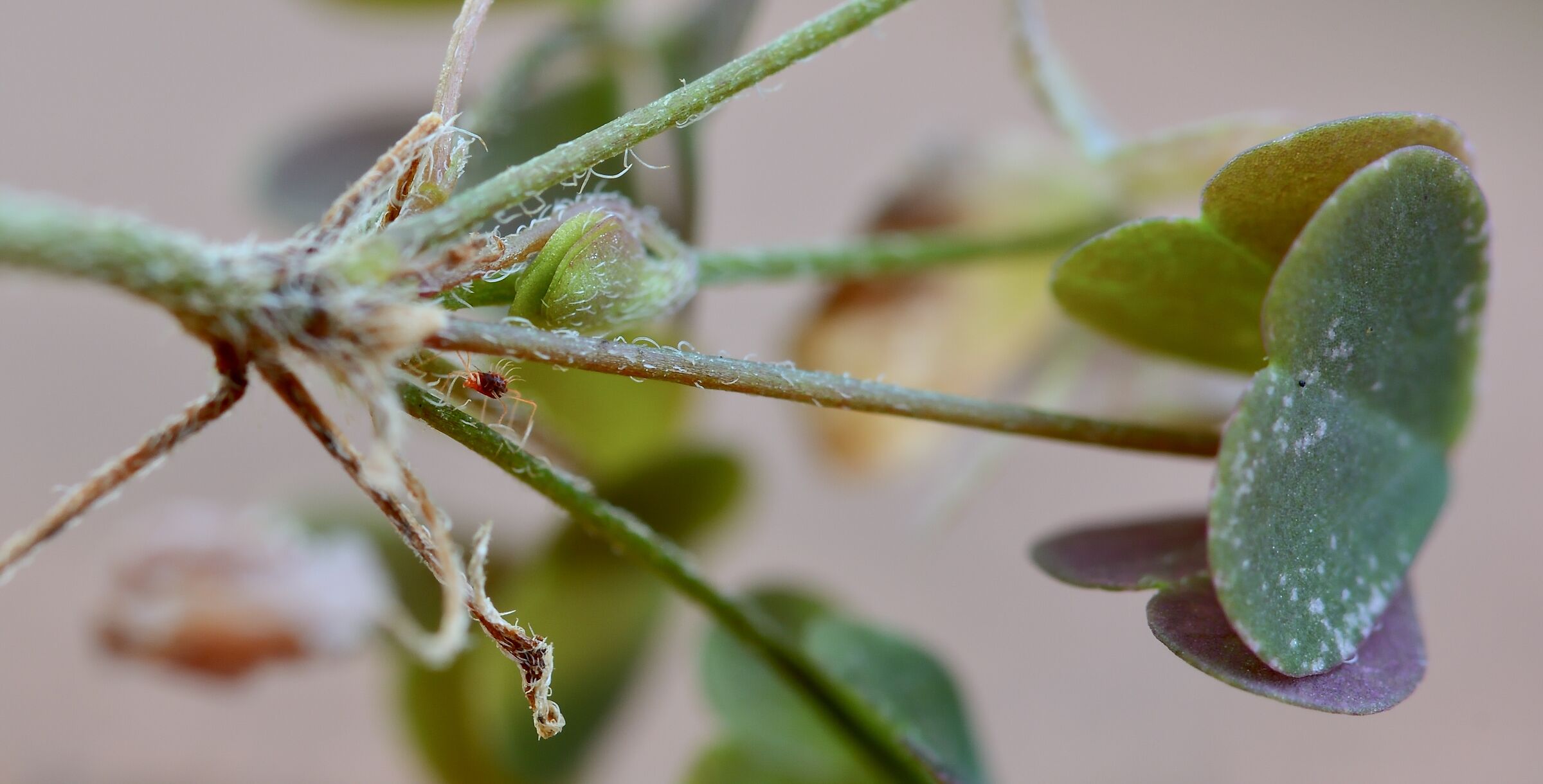 Acaro del trifoglio