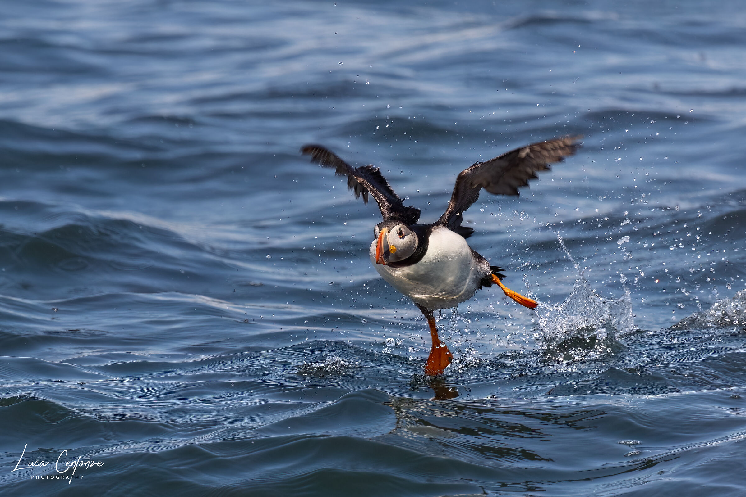Atlantic Puffin (Fratercula arctica)